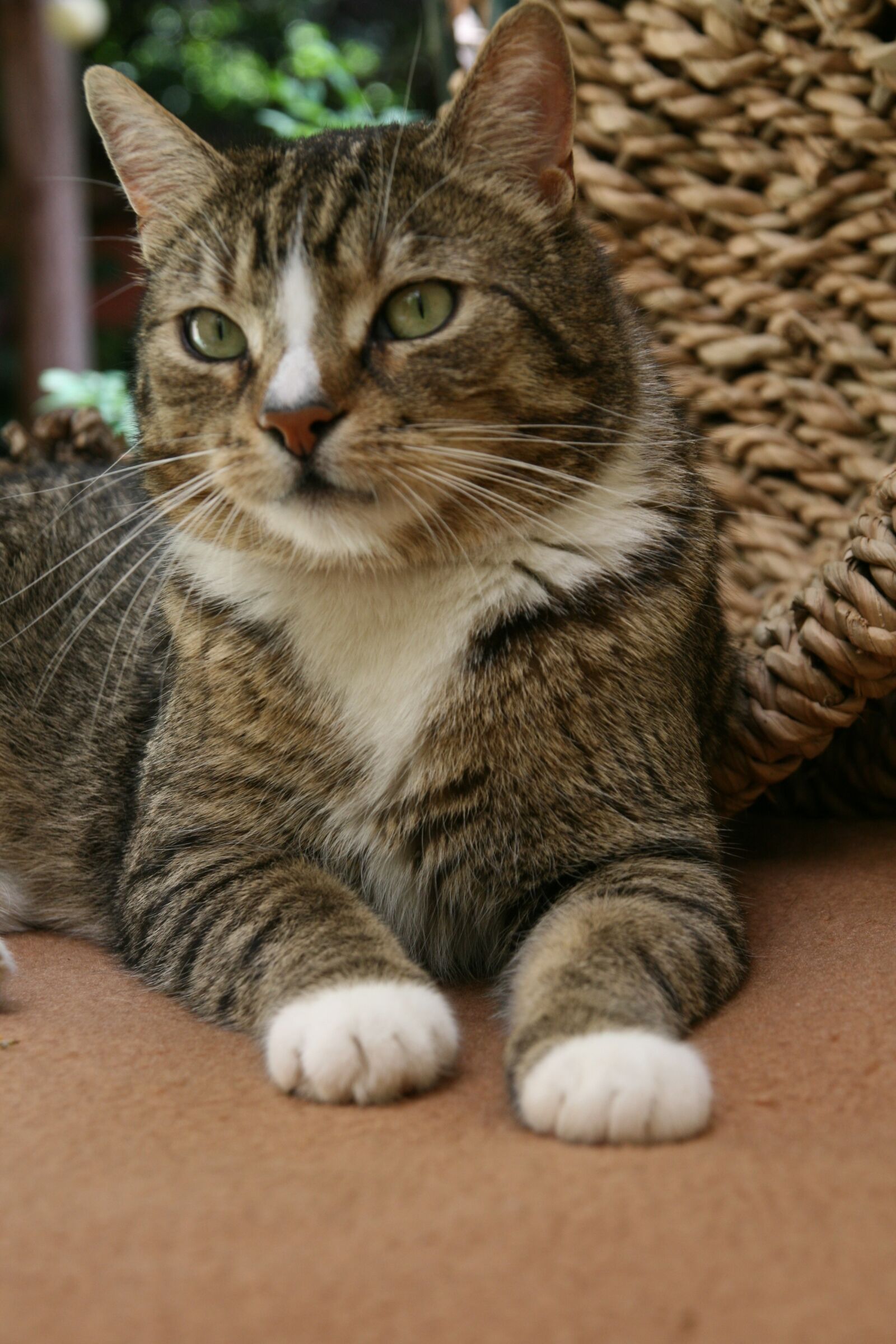 Canon EOS 400D (EOS Digital Rebel XTi / EOS Kiss Digital X) sample photo. Cat, mackerel, domestic cat photography