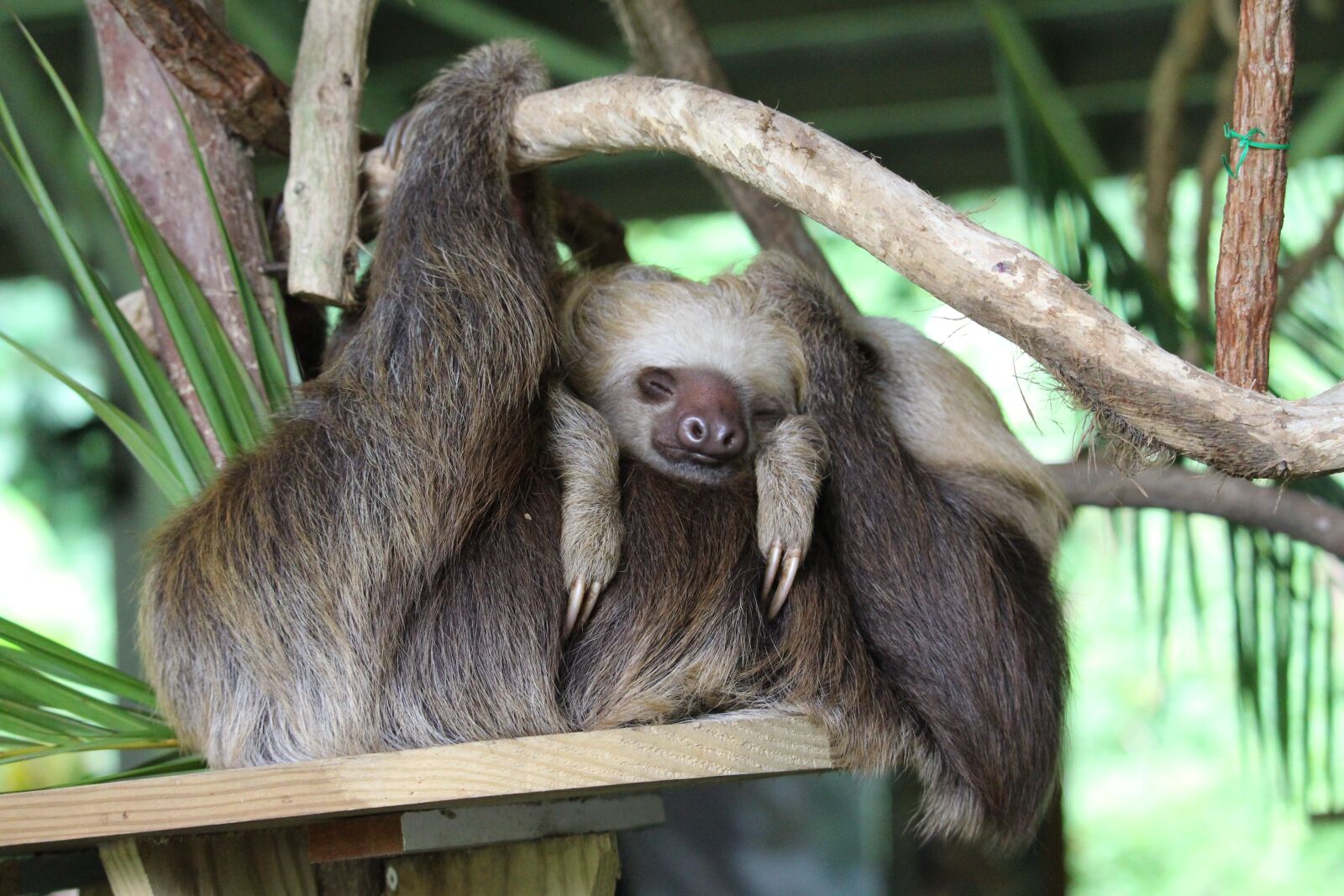Canon EF-S 55-250mm F4-5.6 IS STM sample photo. Panama, sloth, child photography