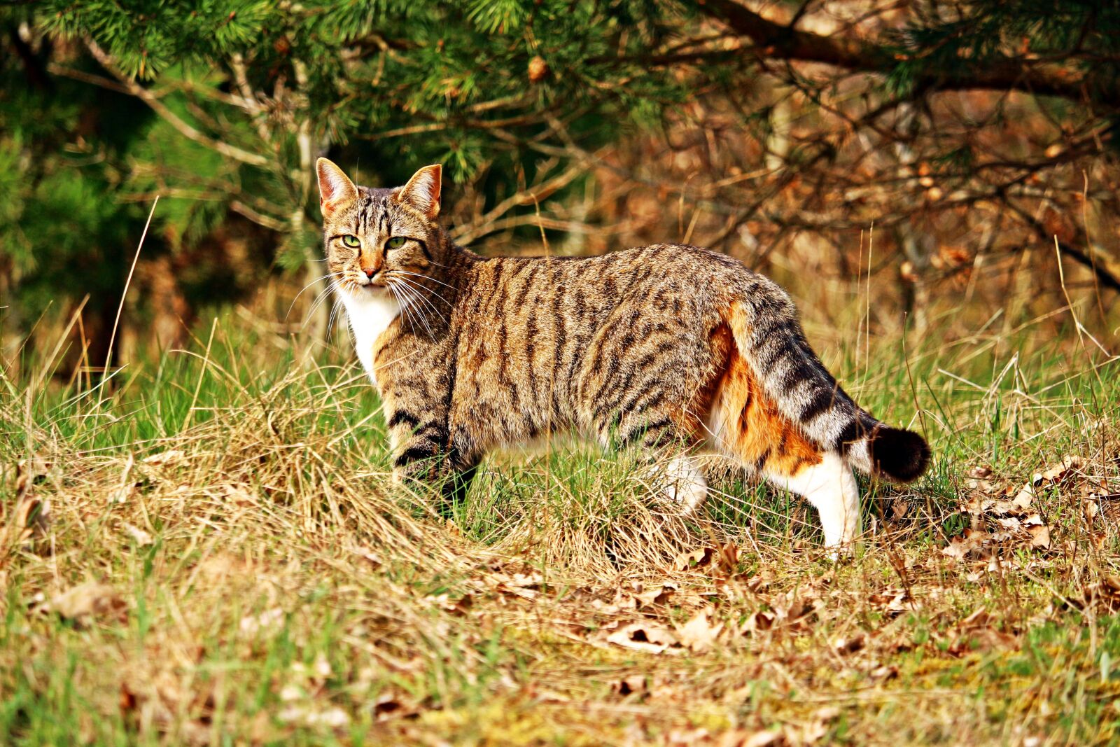 Canon EOS 100D (EOS Rebel SL1 / EOS Kiss X7) sample photo. Tiger cat, cat, mieze photography