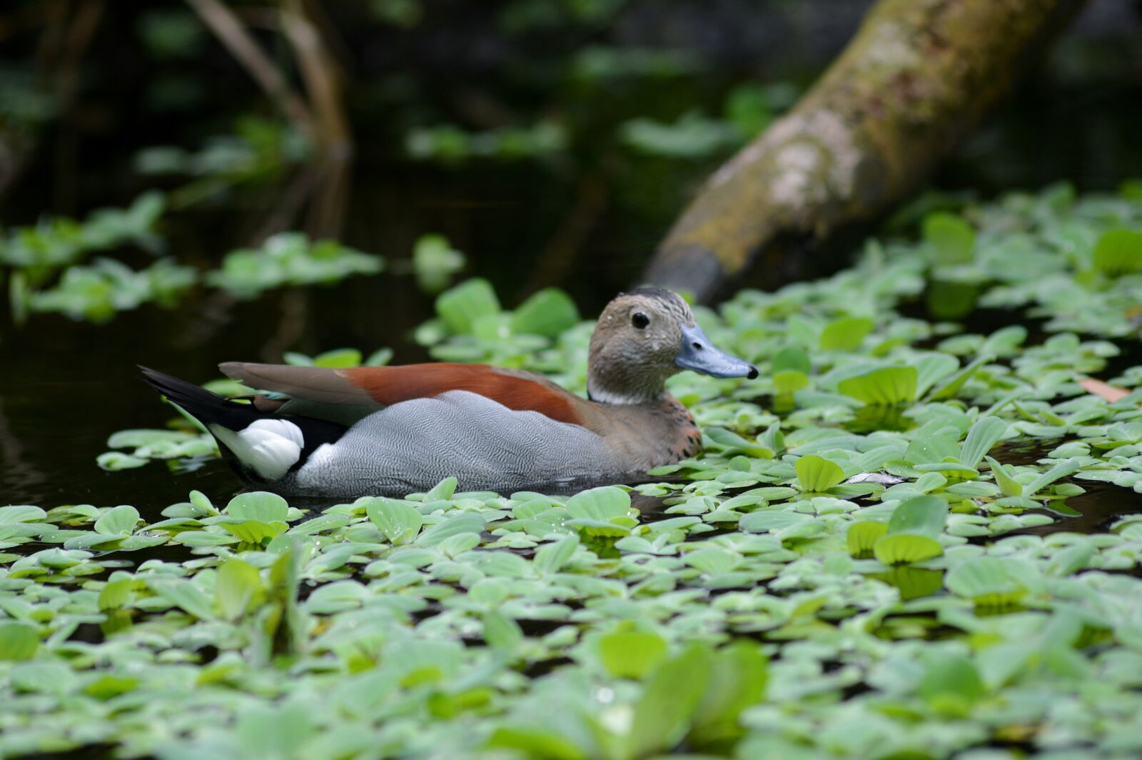 Nikon D5200 sample photo. Nature, bird, animal world photography