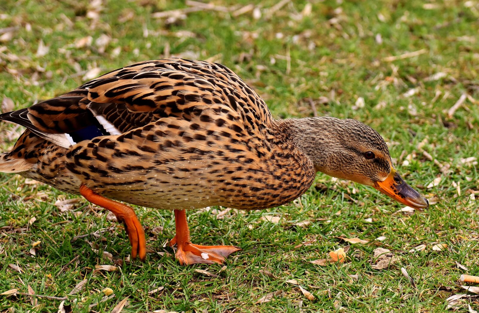 Nikon D7200 sample photo. Mallard, cute, nature photography