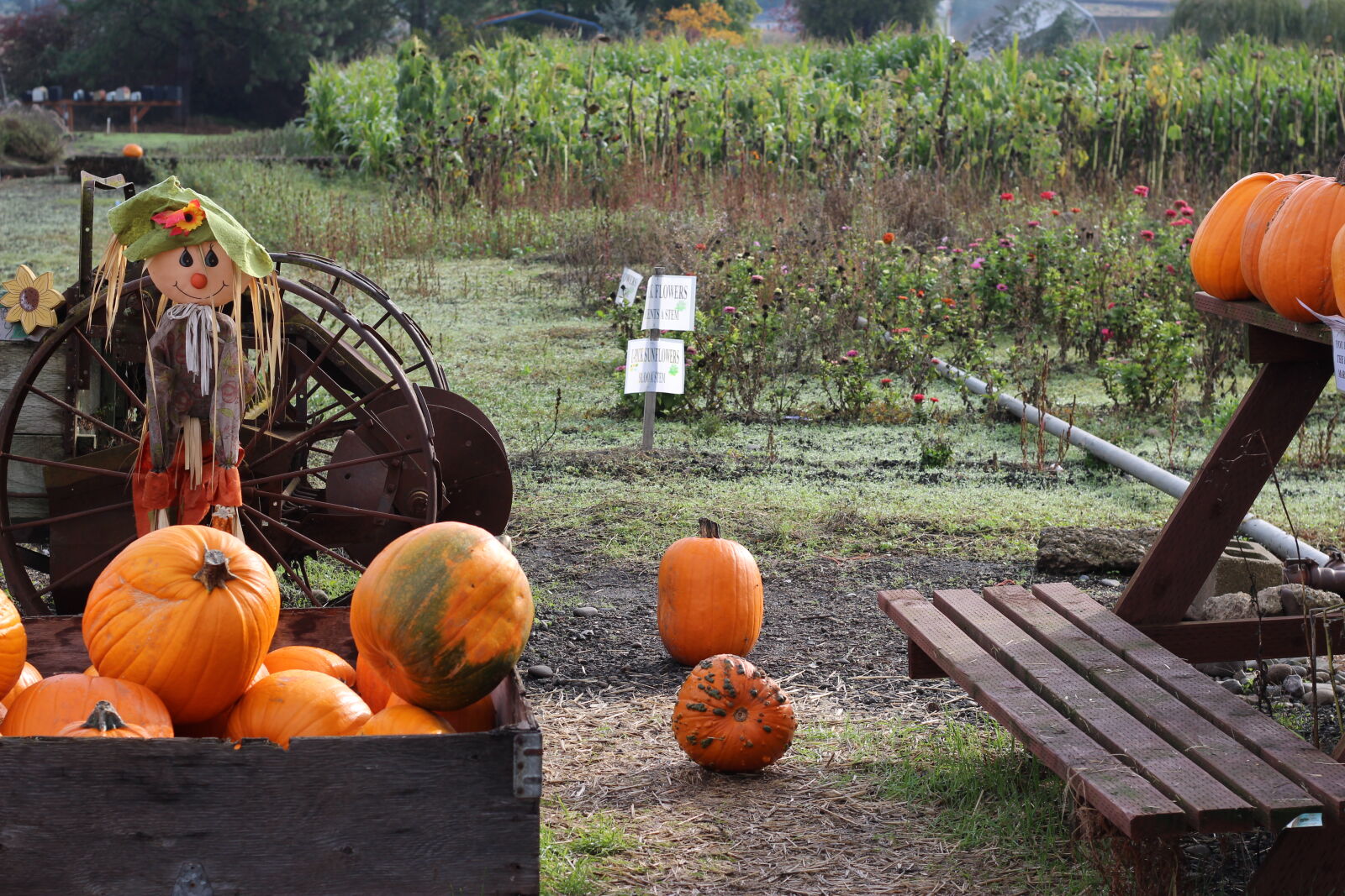 Canon EOS 1200D (EOS Rebel T5 / EOS Kiss X70 / EOS Hi) sample photo. October, pumpkins, scarecrow photography
