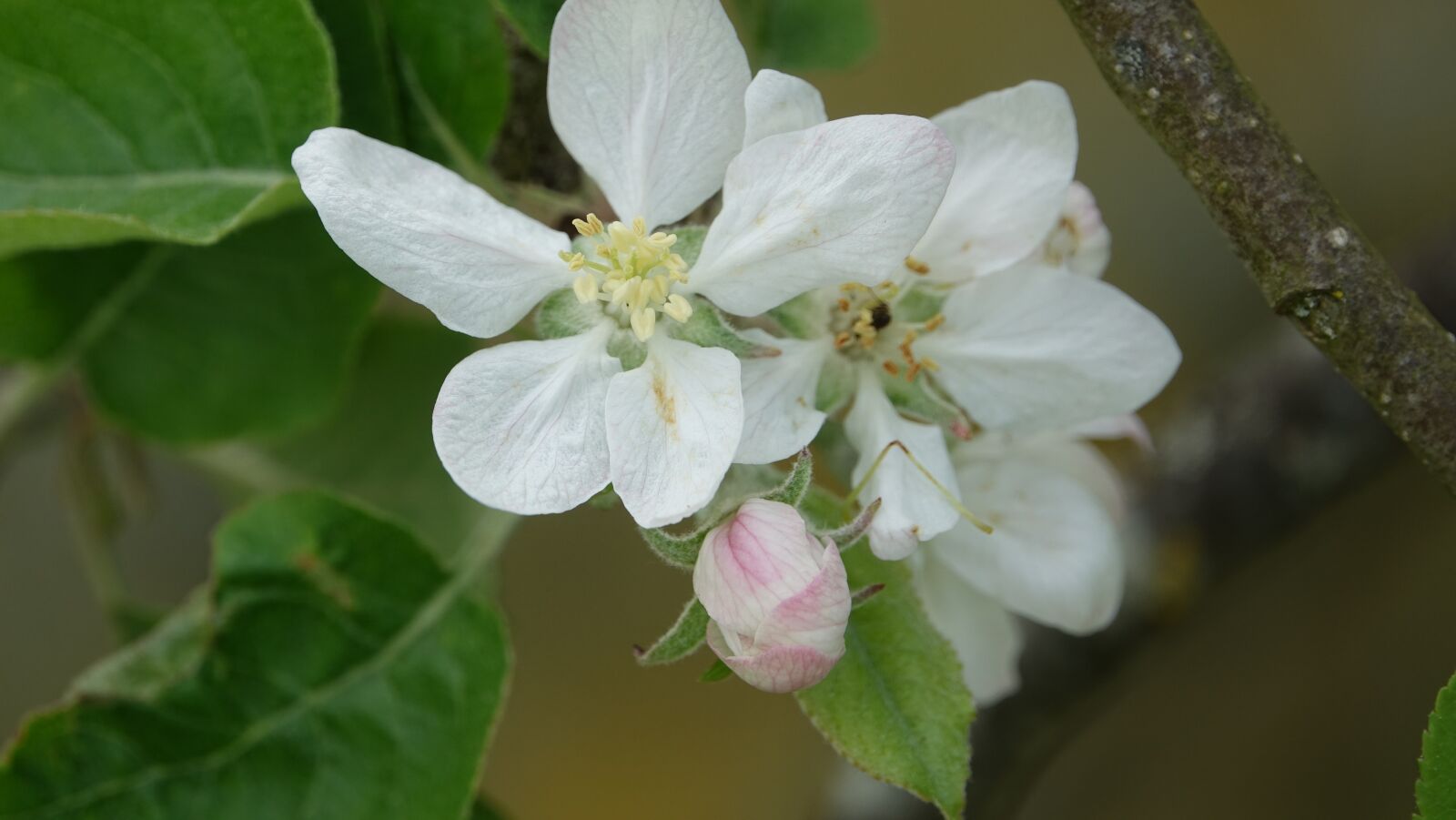 Sony Cyber-shot DSC-RX10 III sample photo. Nature, leaf, flower photography