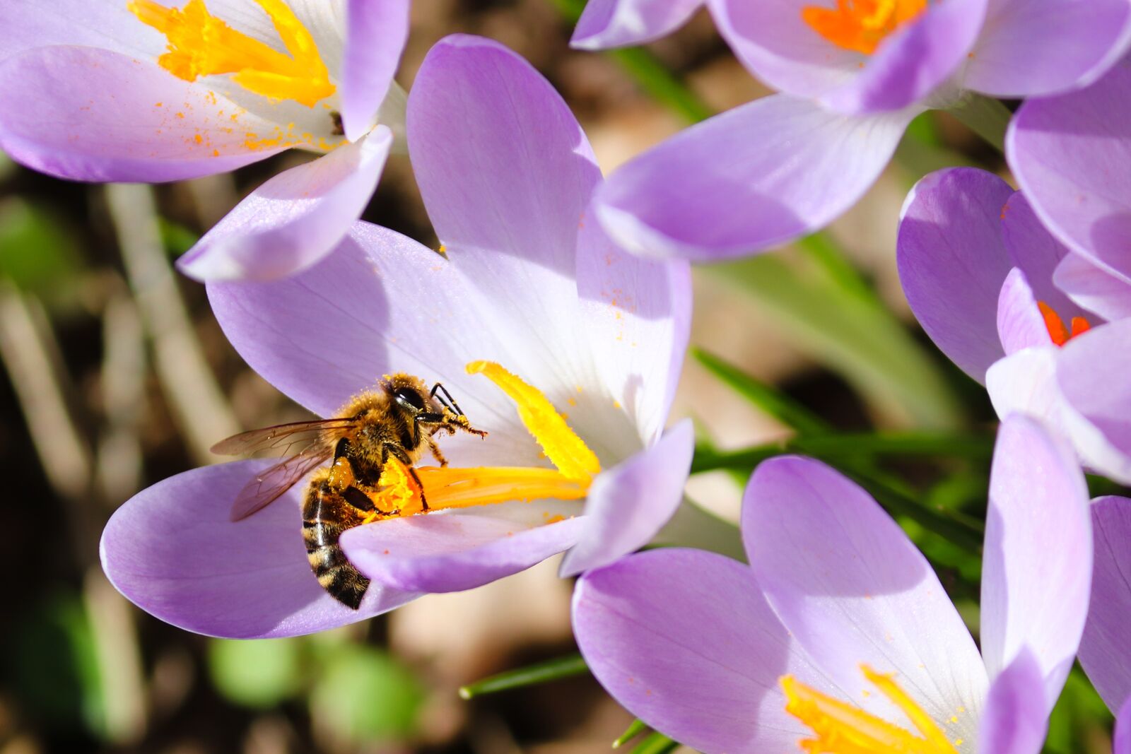 Canon EOS 200D (EOS Rebel SL2 / EOS Kiss X9) sample photo. Crocus, bee, blossom photography