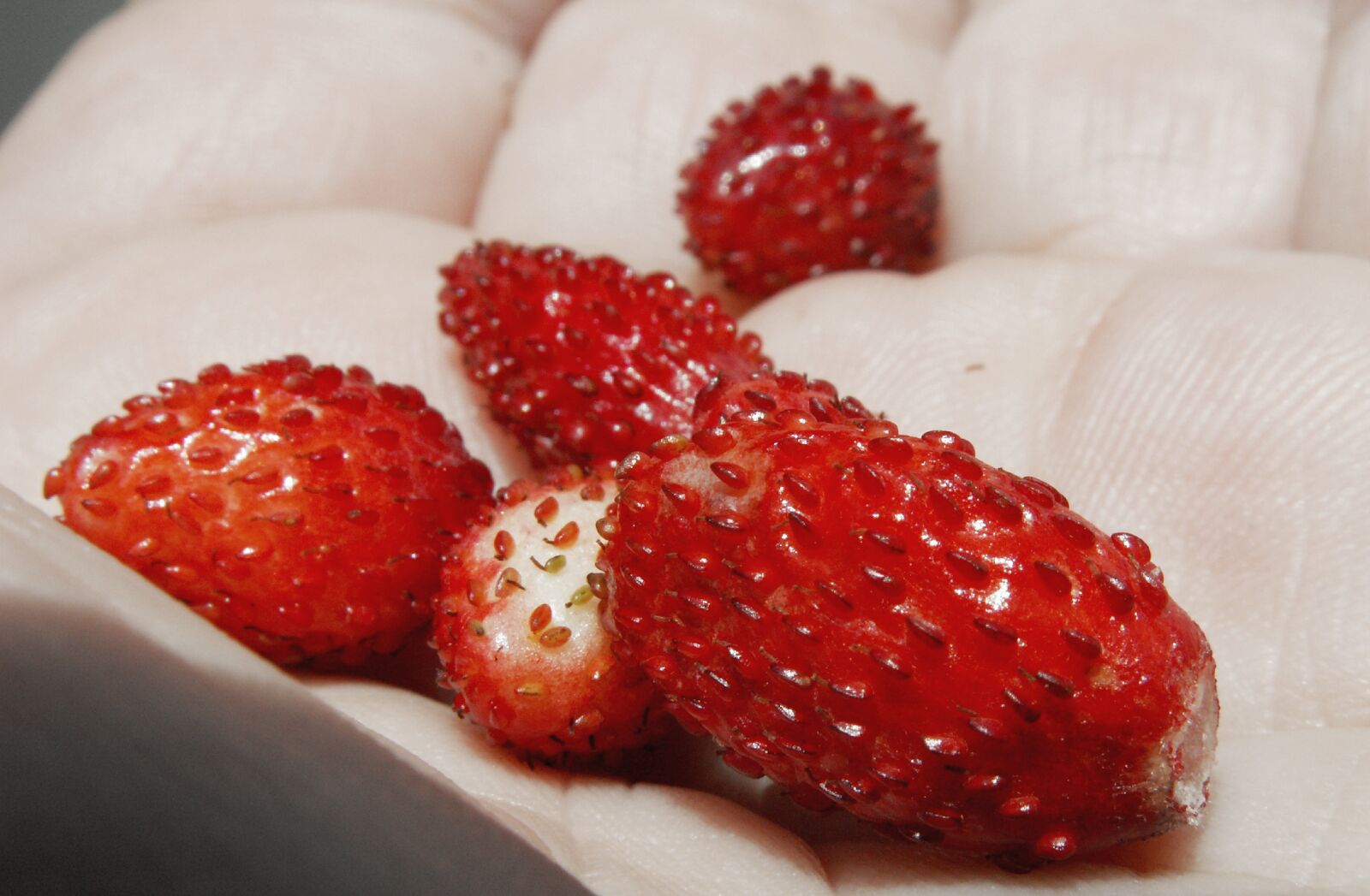 KONICA MINOLTA DiMAGE Z5 sample photo. Fragaria vesca, dessert, fruit photography