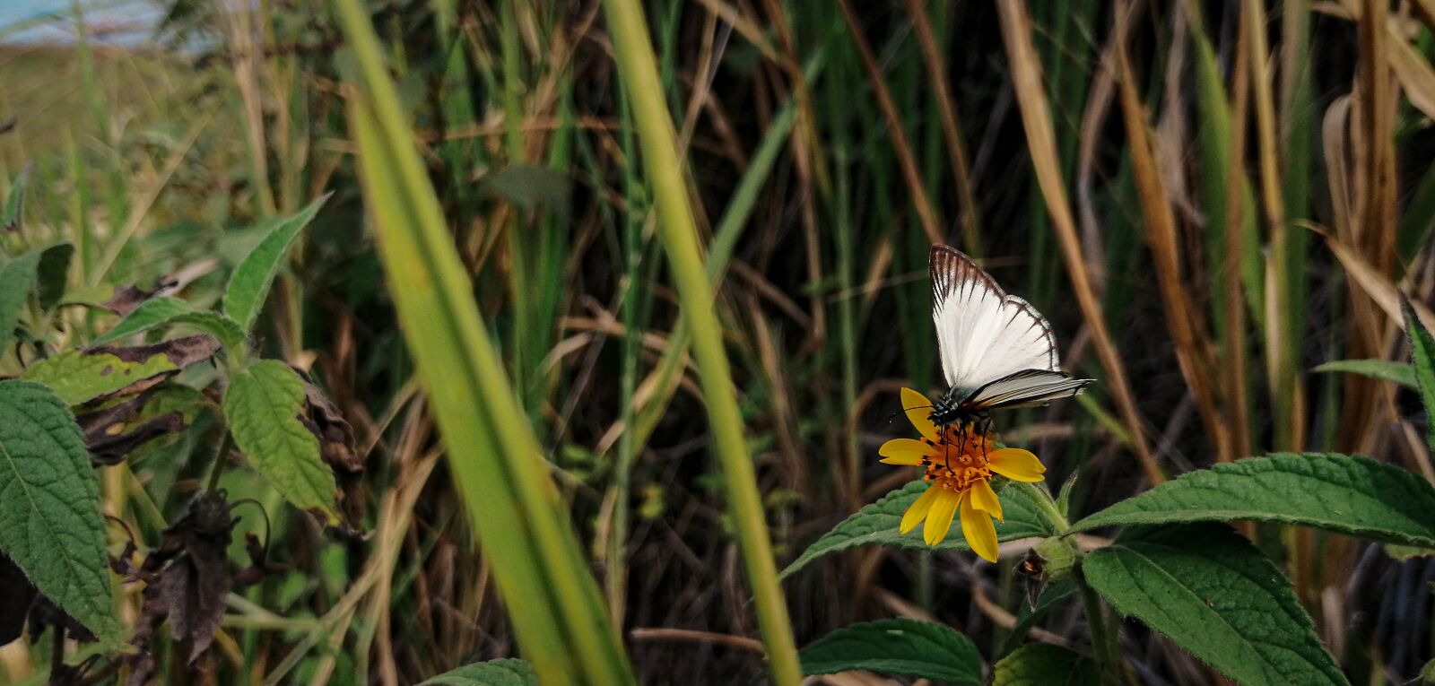 HUAWEI SNE-LX3 sample photo. Flower, butterfly, landscape photography