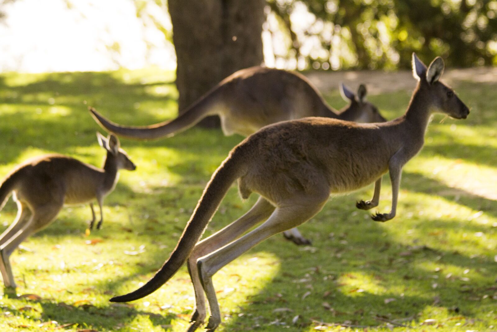 Canon EF 70-300mm F4-5.6 IS USM sample photo. Kangaroo, australia, perth photography