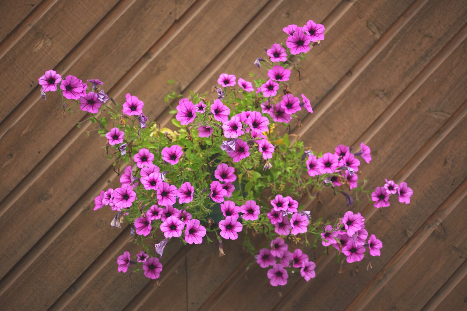 Canon EOS 5D Mark II sample photo. Flowers, wall, plants photography