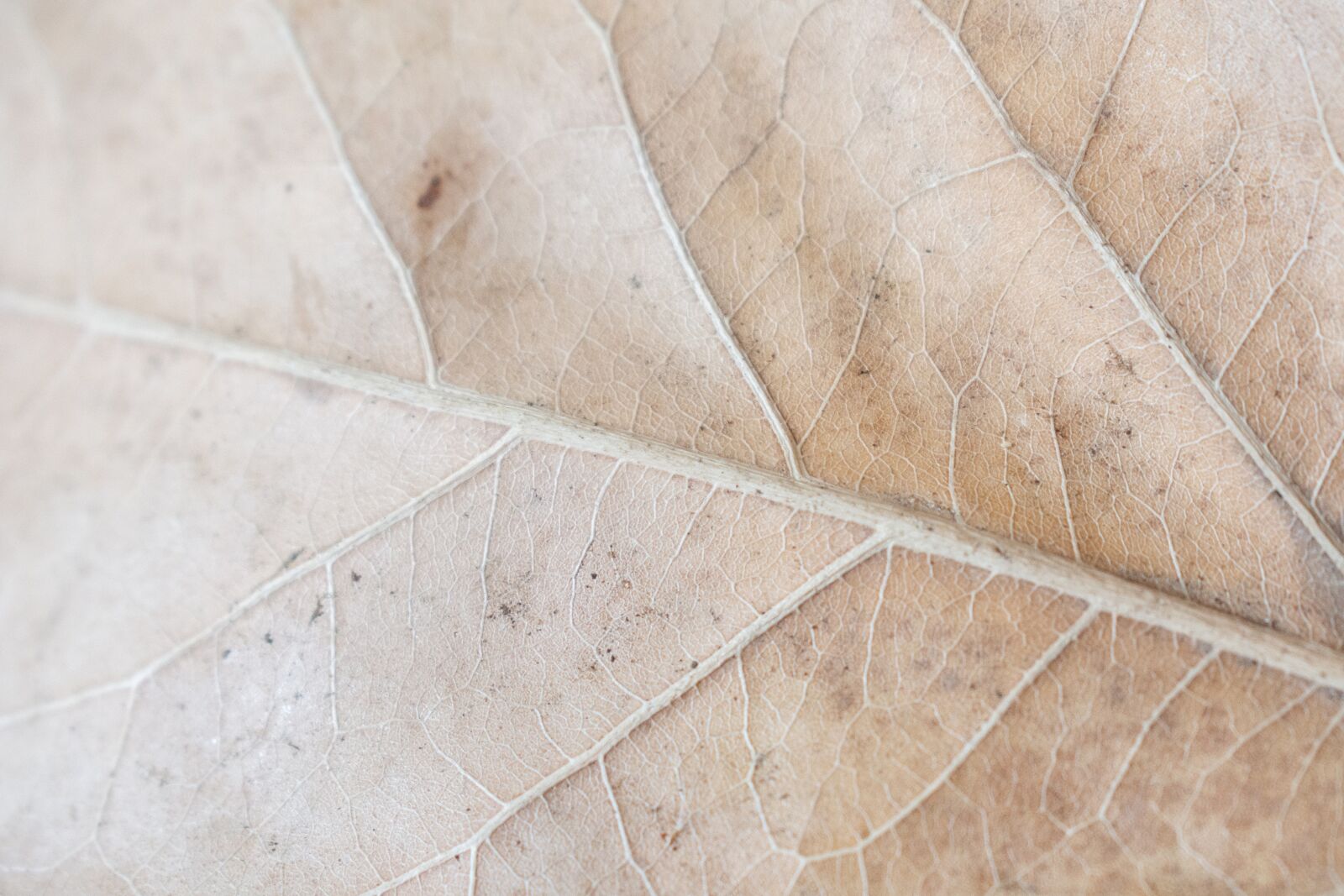 Nikon D7200 sample photo. Sheet, autumn, veins photography