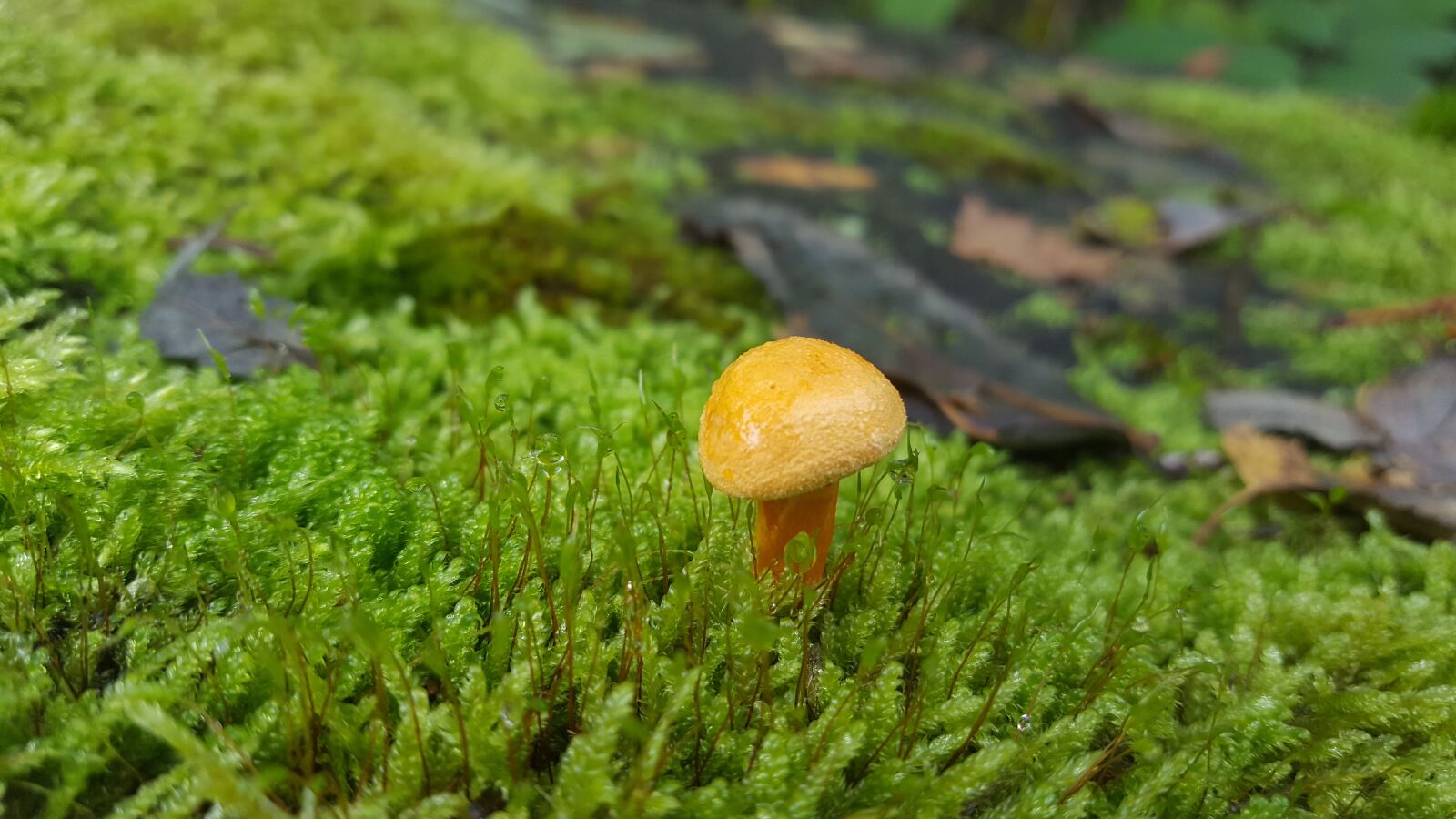 Samsung GALAXY S6 edge sample photo. Mushroom, forest, alone photography