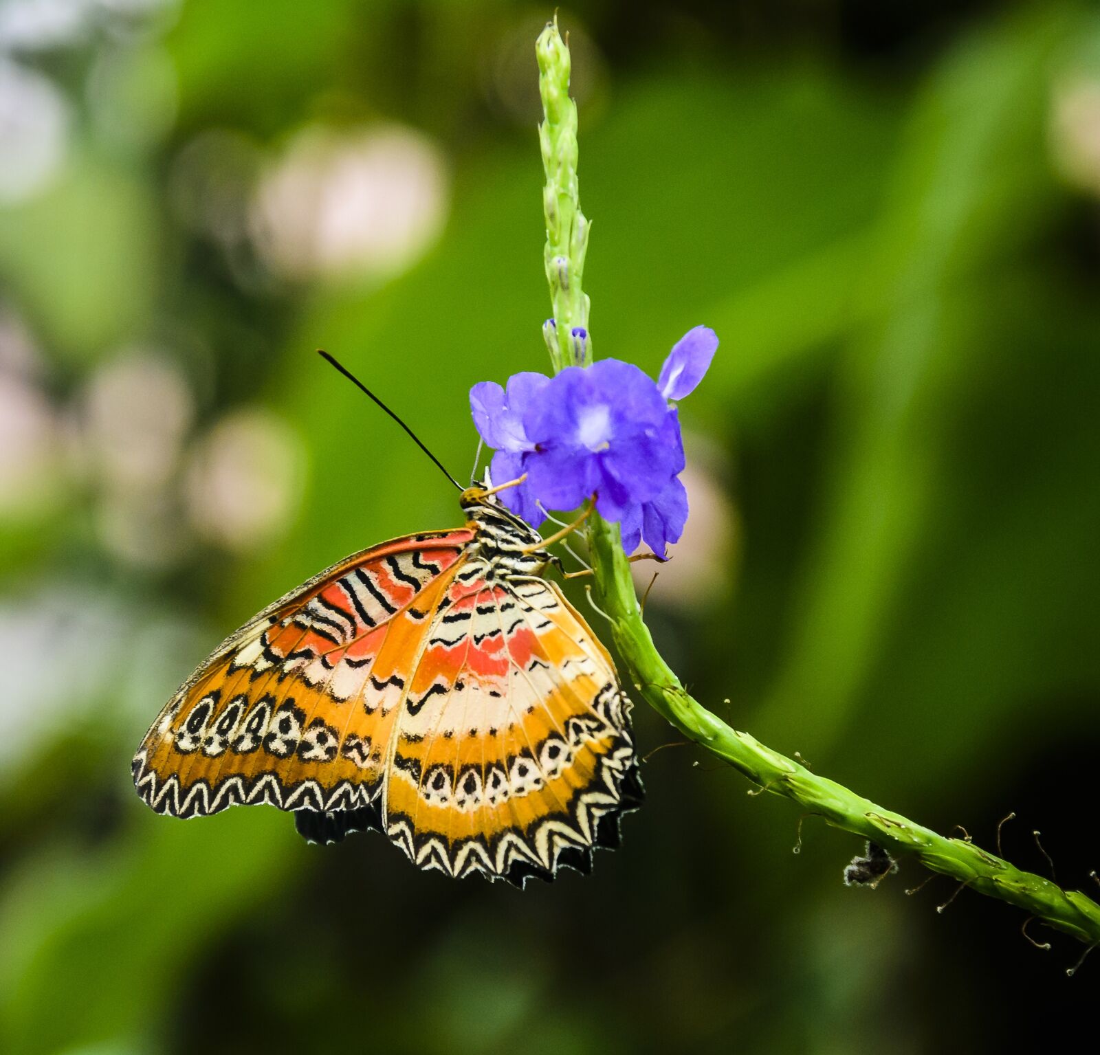 Nikon D7200 sample photo. Butterfly, pretty, insect photography