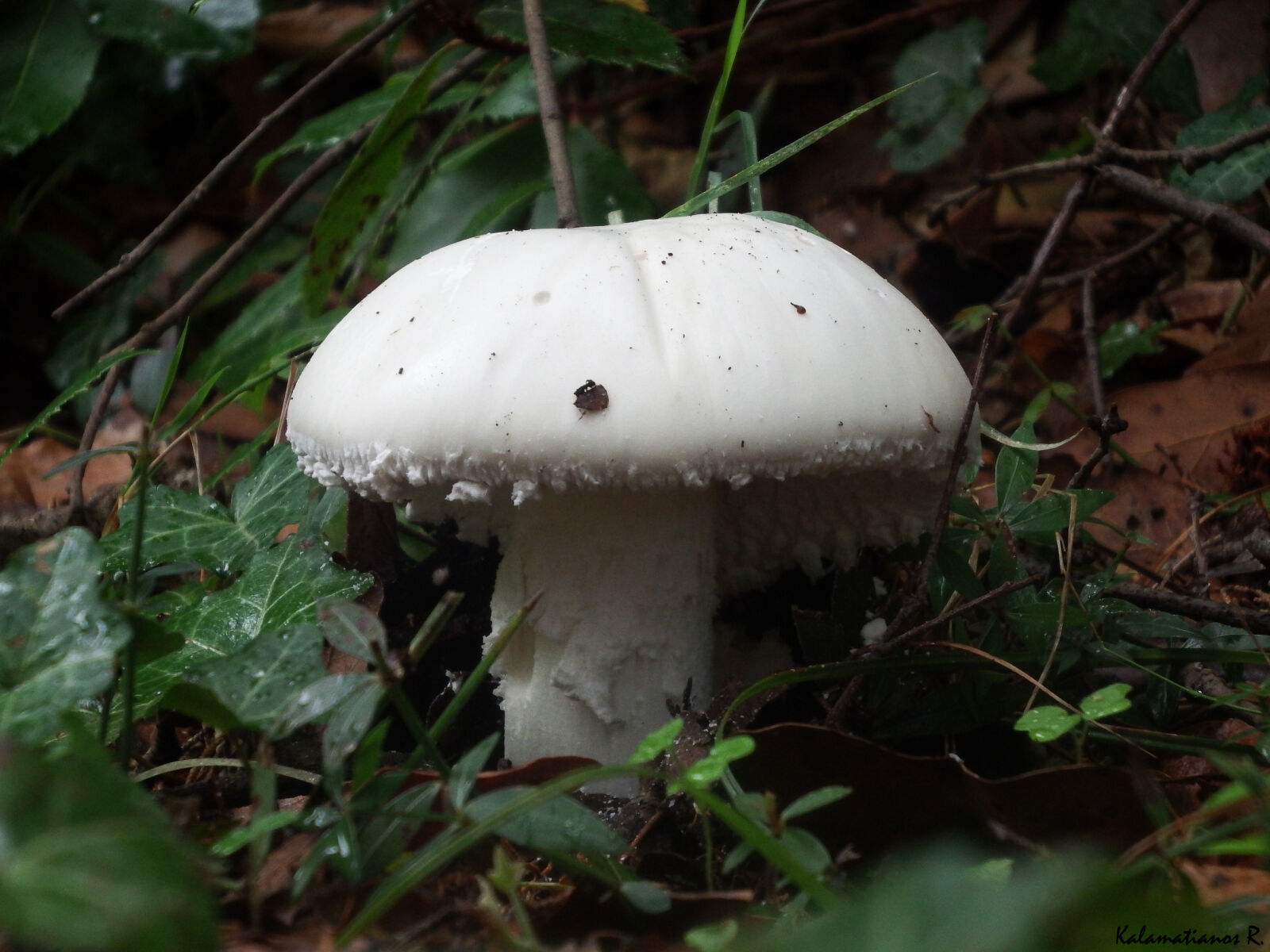 Fujifilm FinePix S1 sample photo. Macro, mushroom photography