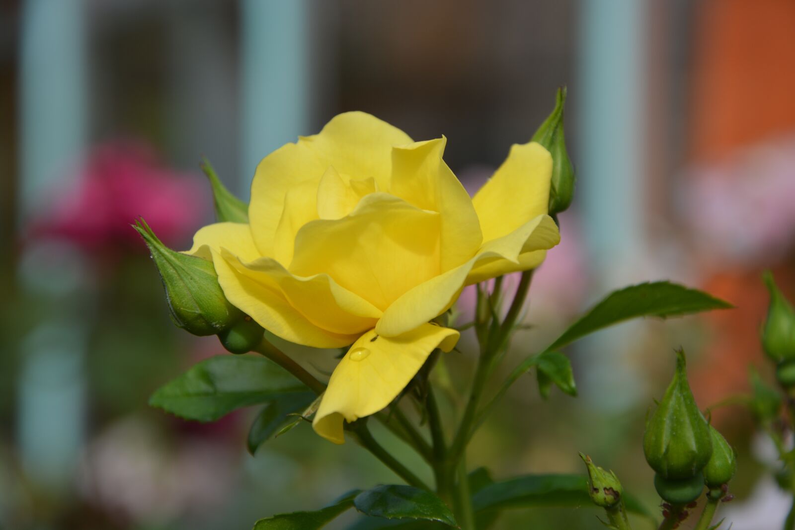 Nikon D5200 sample photo. Flower, yellow rose, button photography