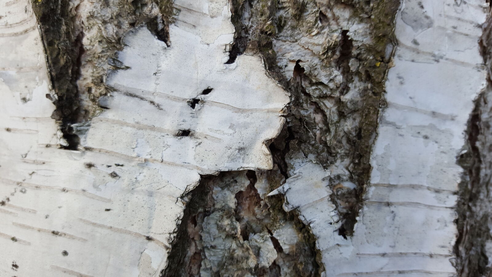 Samsung Galaxy S6 sample photo. Birch, closeup, nature, wood photography