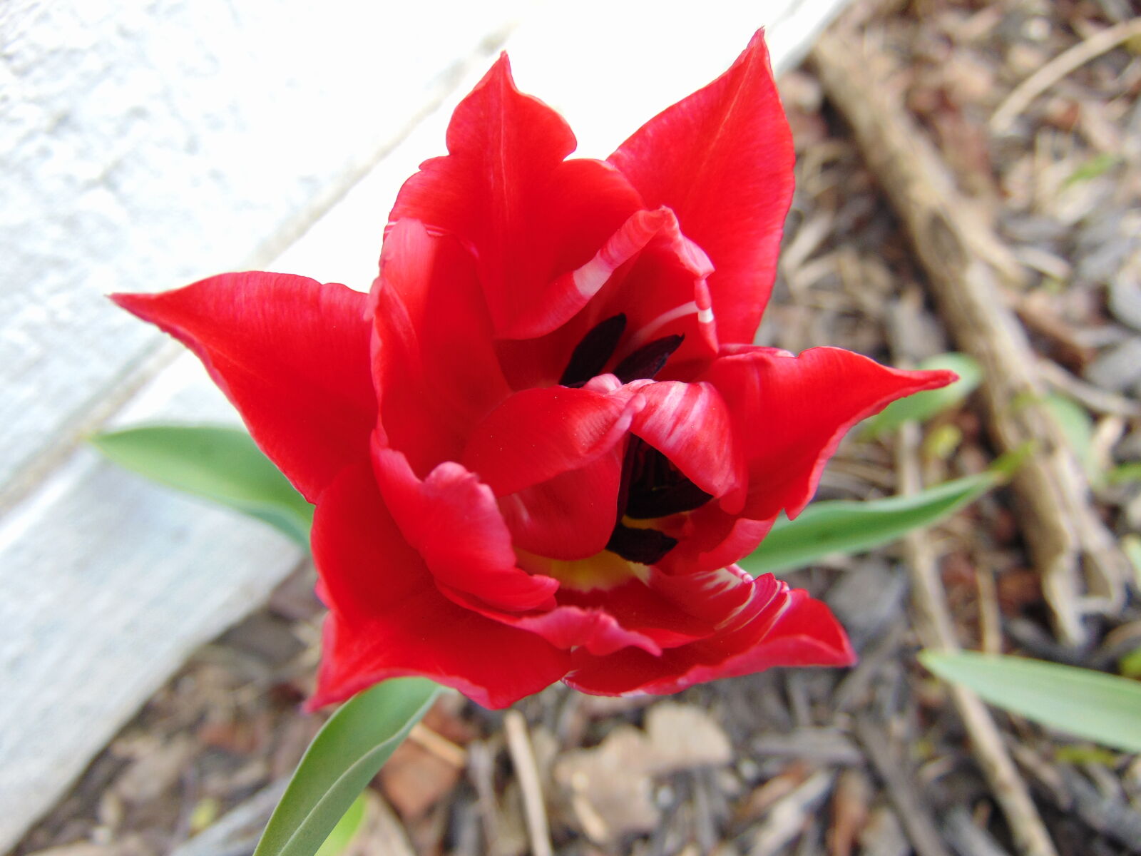 Sony Cyber-shot DSC-H300 sample photo. Floral, flower, garden, red photography