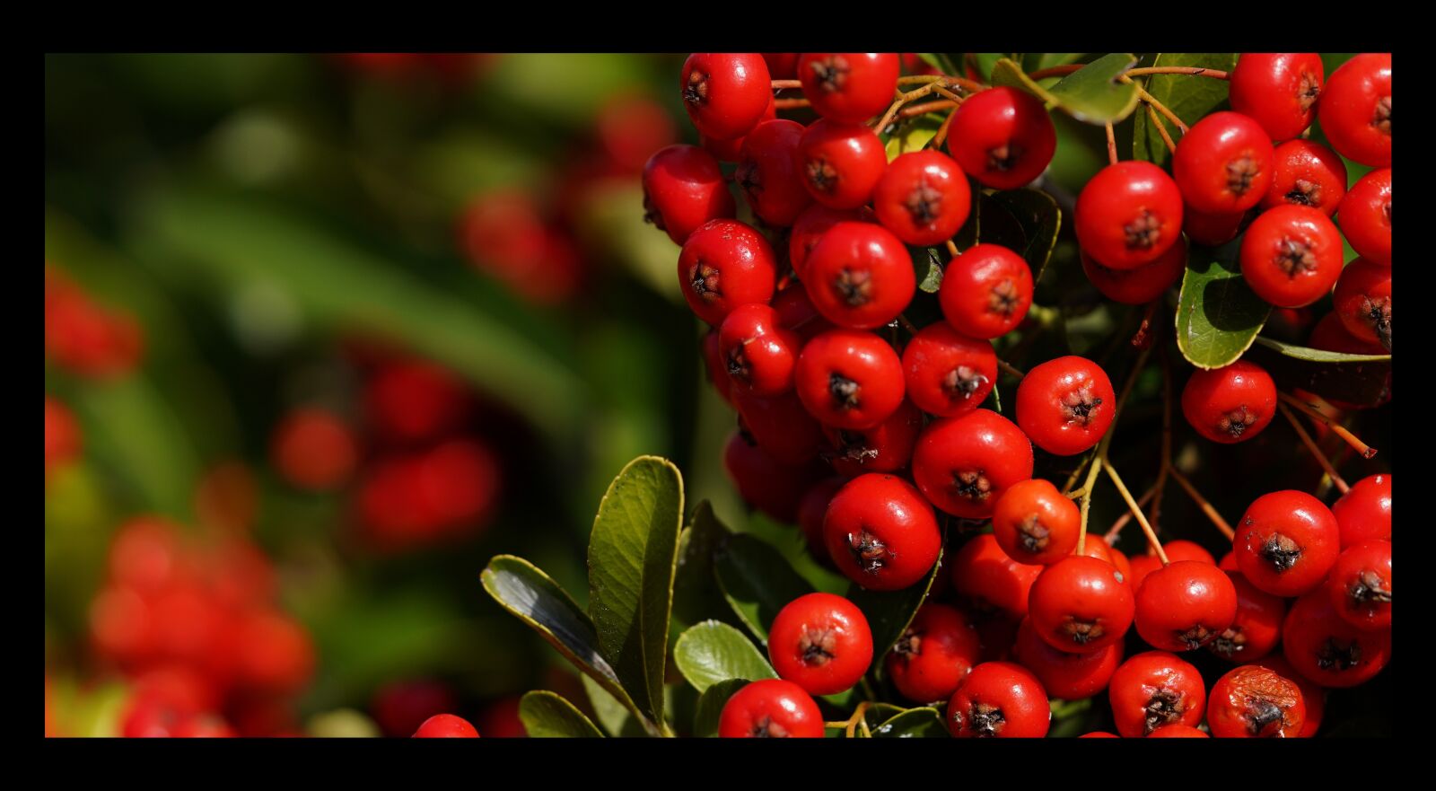 Sony a7R IV sample photo. Nature, red, berries photography