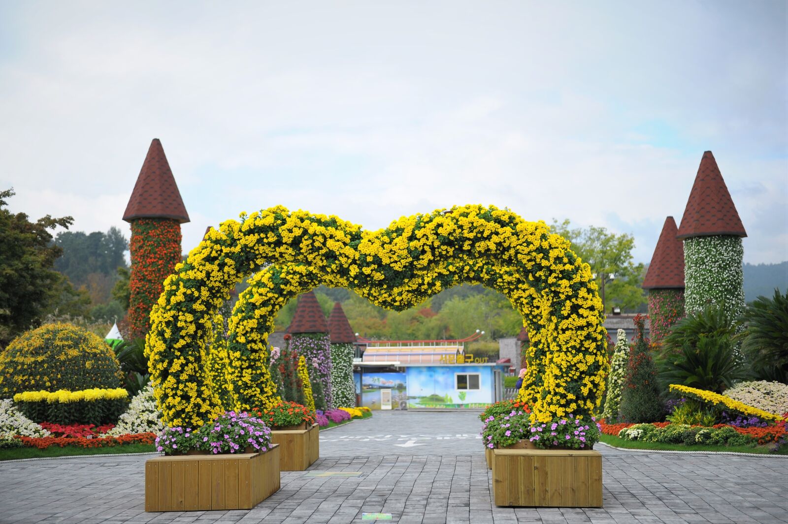 Nikon D3S sample photo. Festival, chrysanthemum flower, autumn photography