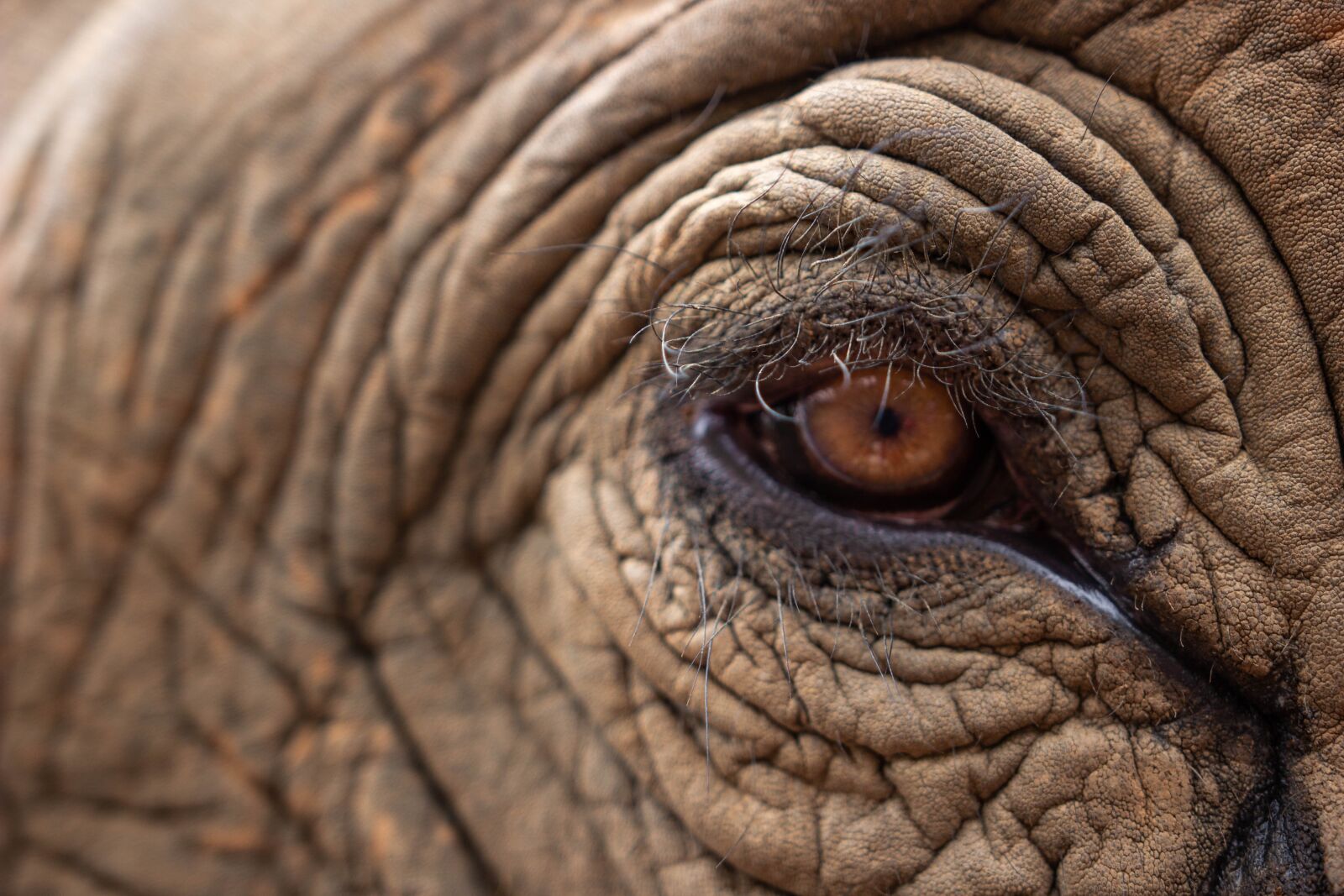 Canon EOS 60D sample photo. Elephant's eye, elephant, pachyderm photography