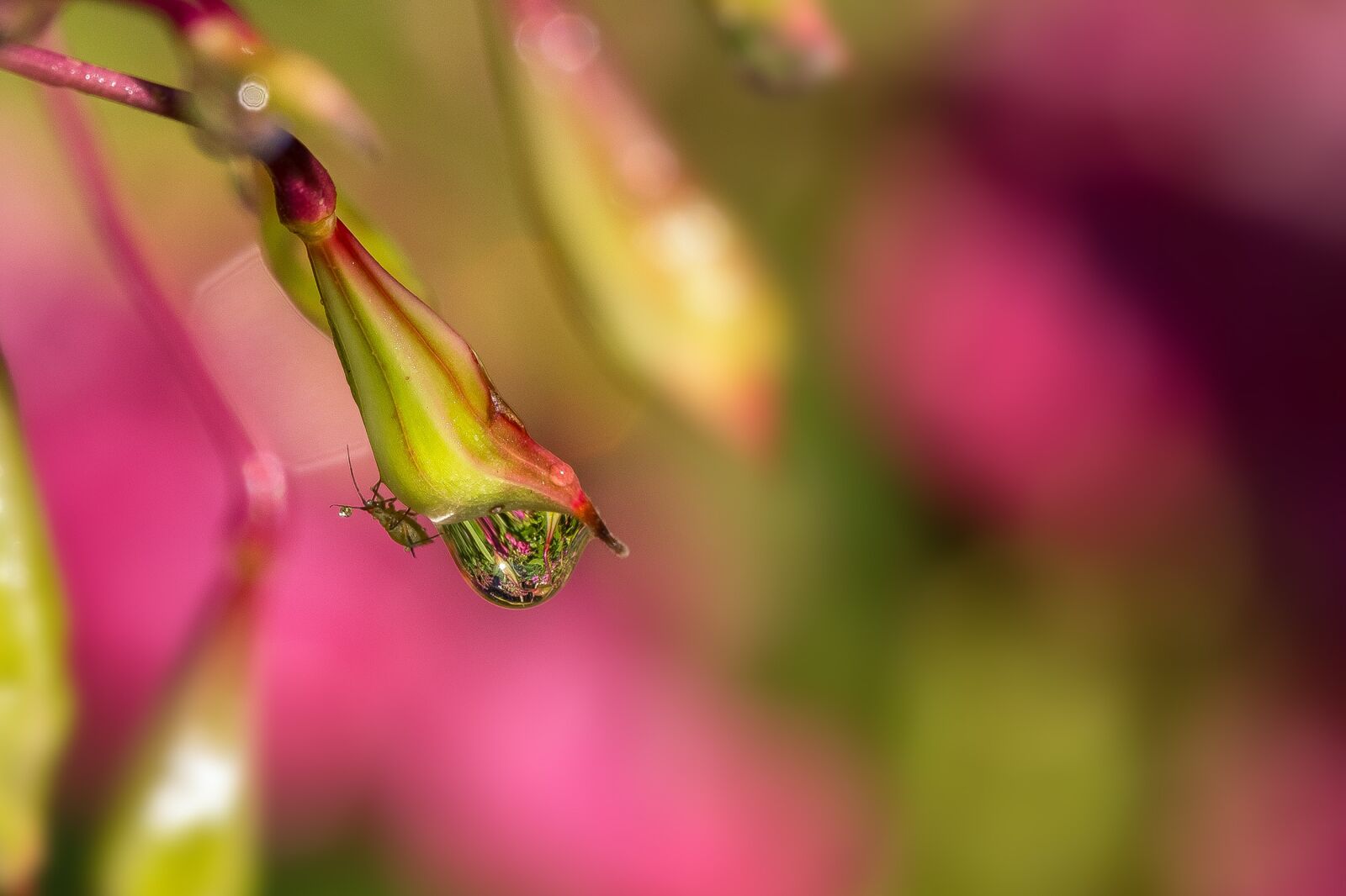 Canon EF 100mm F2.8L Macro IS USM sample photo. Balsam, dew, dewdrop photography