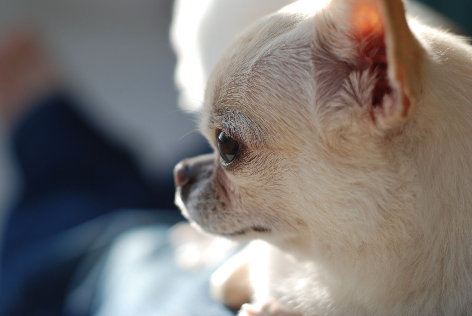 Nikon AF Nikkor 50mm F1.8D sample photo. Chihuahua, dog, dog, head photography