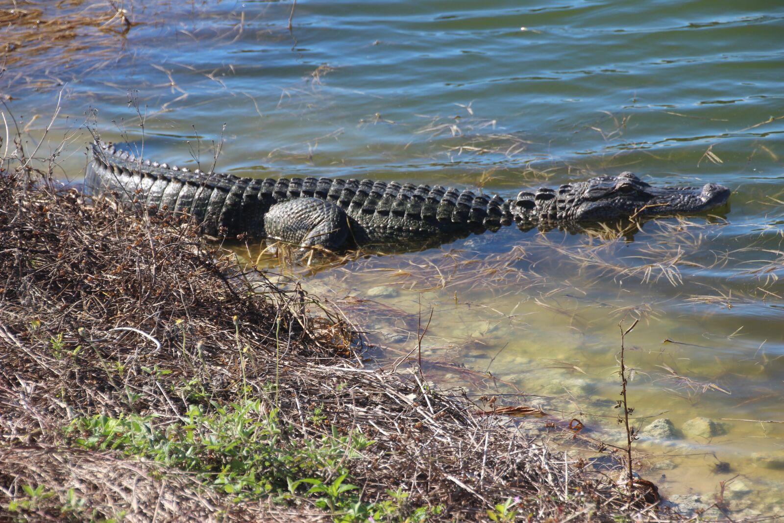 Canon EOS 600D (Rebel EOS T3i / EOS Kiss X5) sample photo. Alligator, nature, water photography