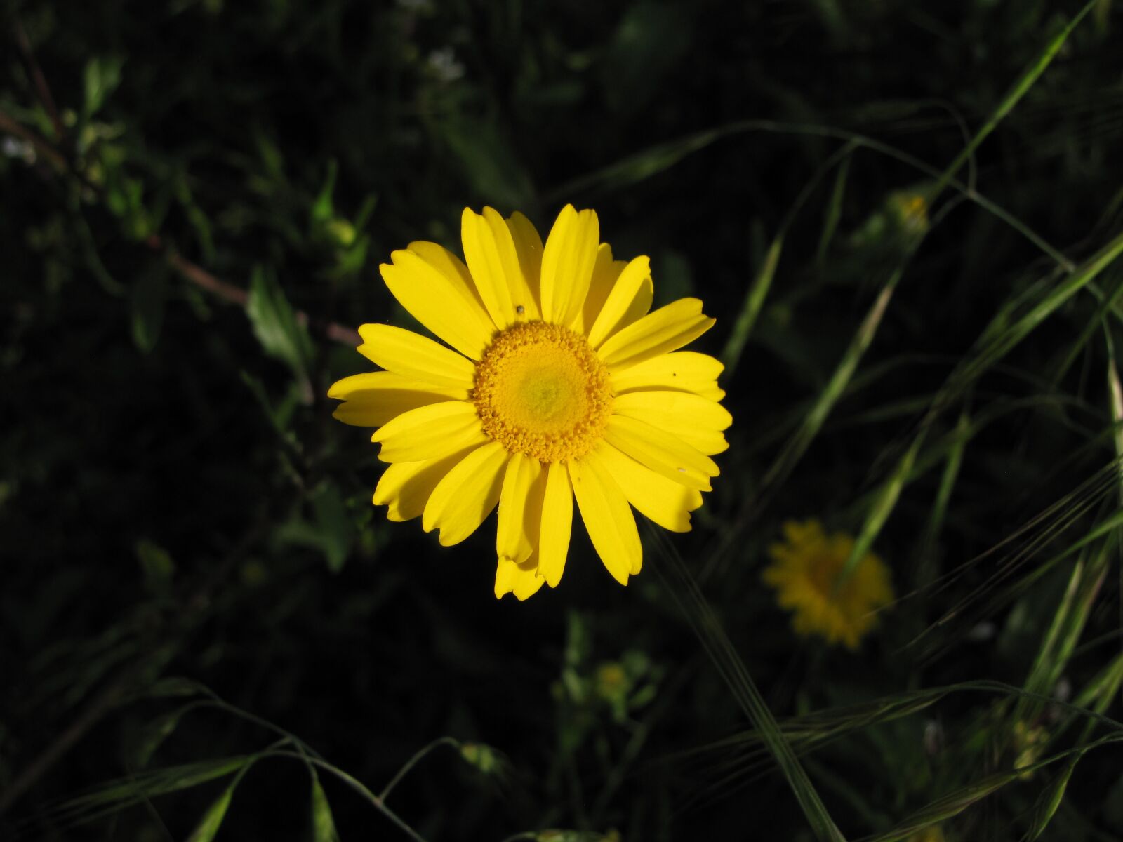 Canon PowerShot SX10 IS sample photo. Flower, yellow, petals photography