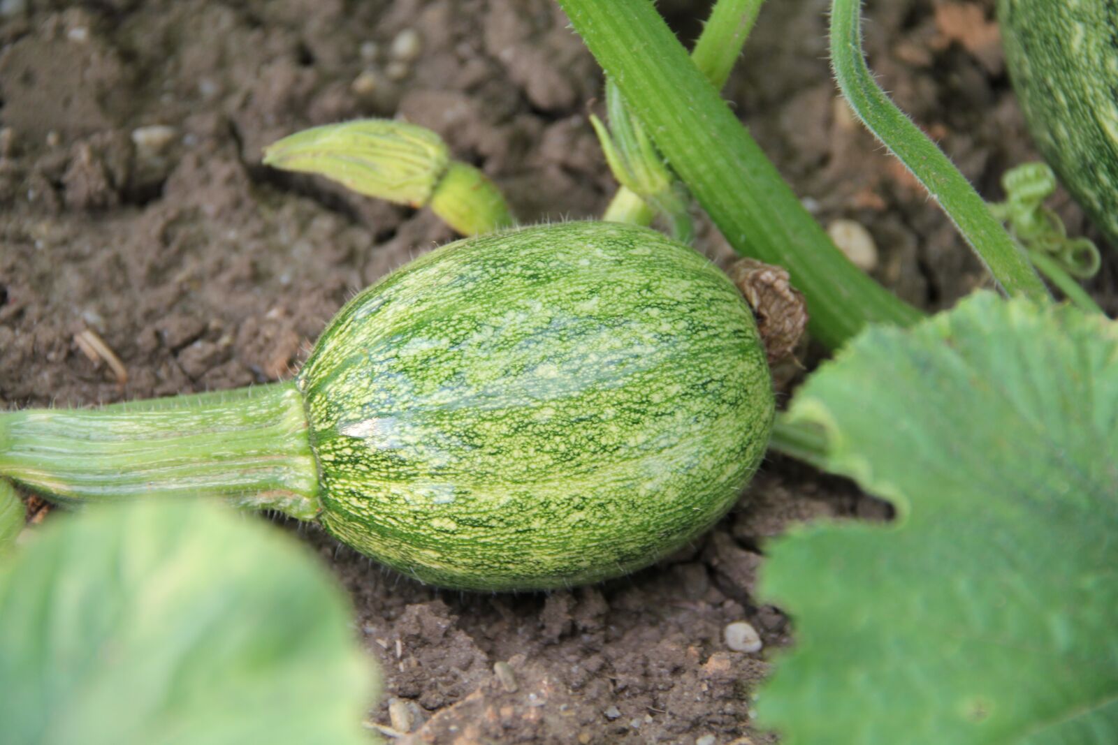 Canon EOS 550D (EOS Rebel T2i / EOS Kiss X4) sample photo. Pumpkin, vegetables, green photography