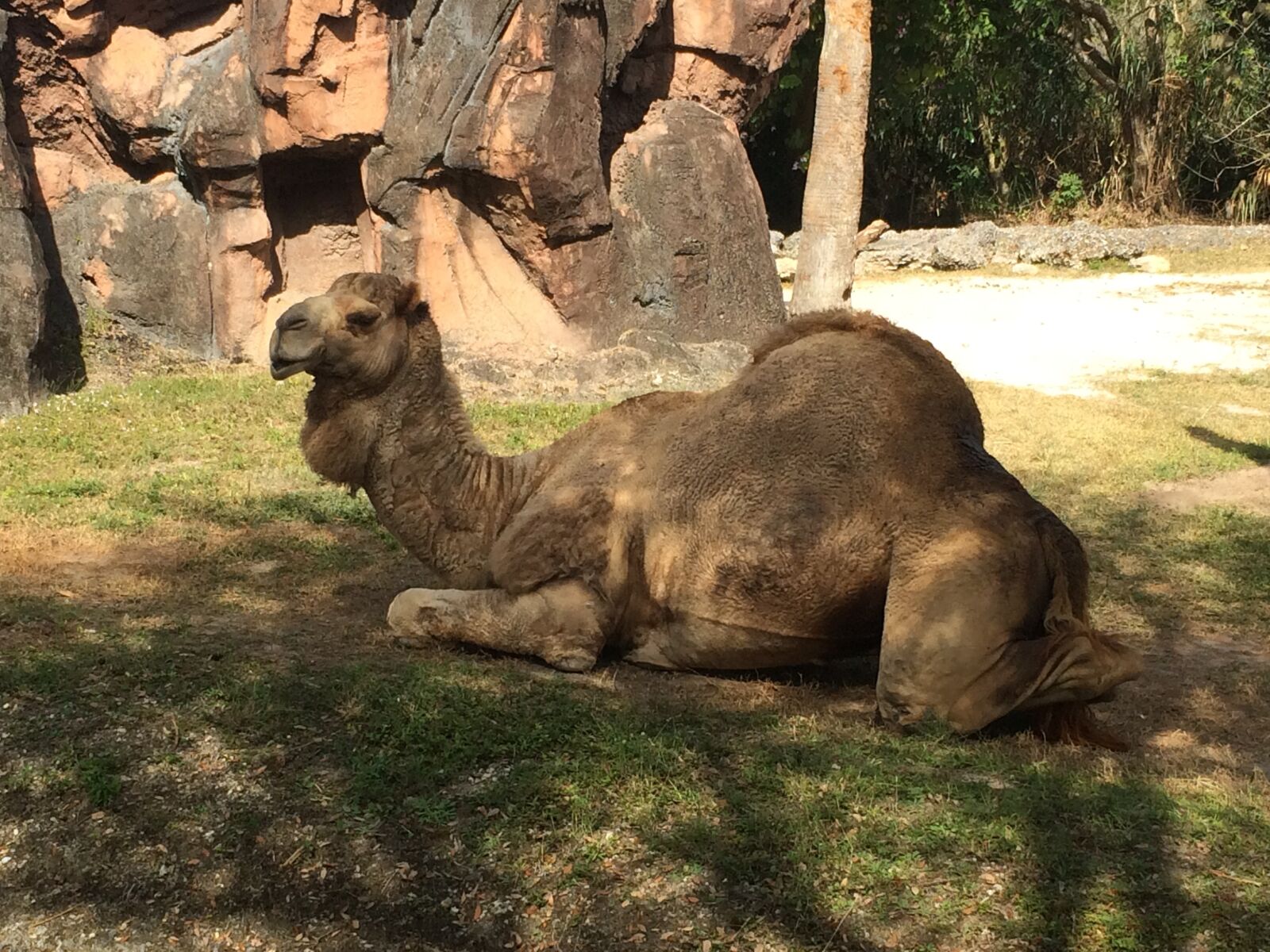 iPhone 5s back camera 4.15mm f/2.2 sample photo. Camel, egypt, cairo photography