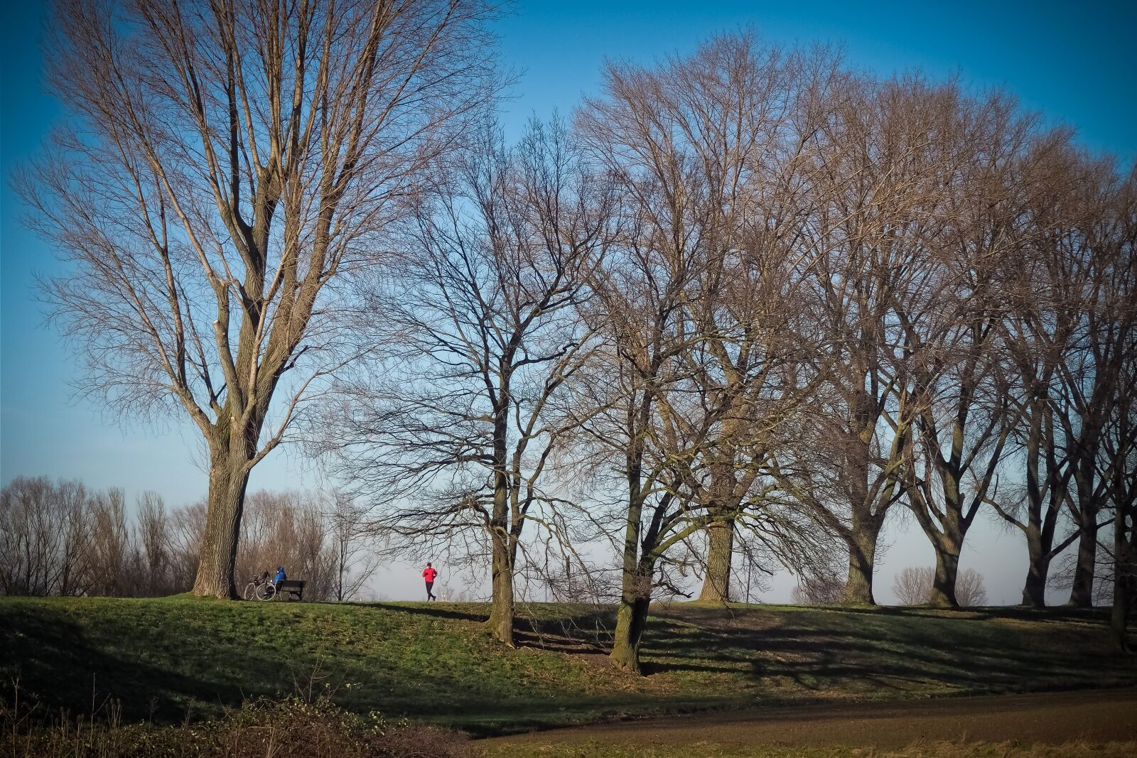 Olympus OM-D E-M10 sample photo. Trees, nature, landscape photography