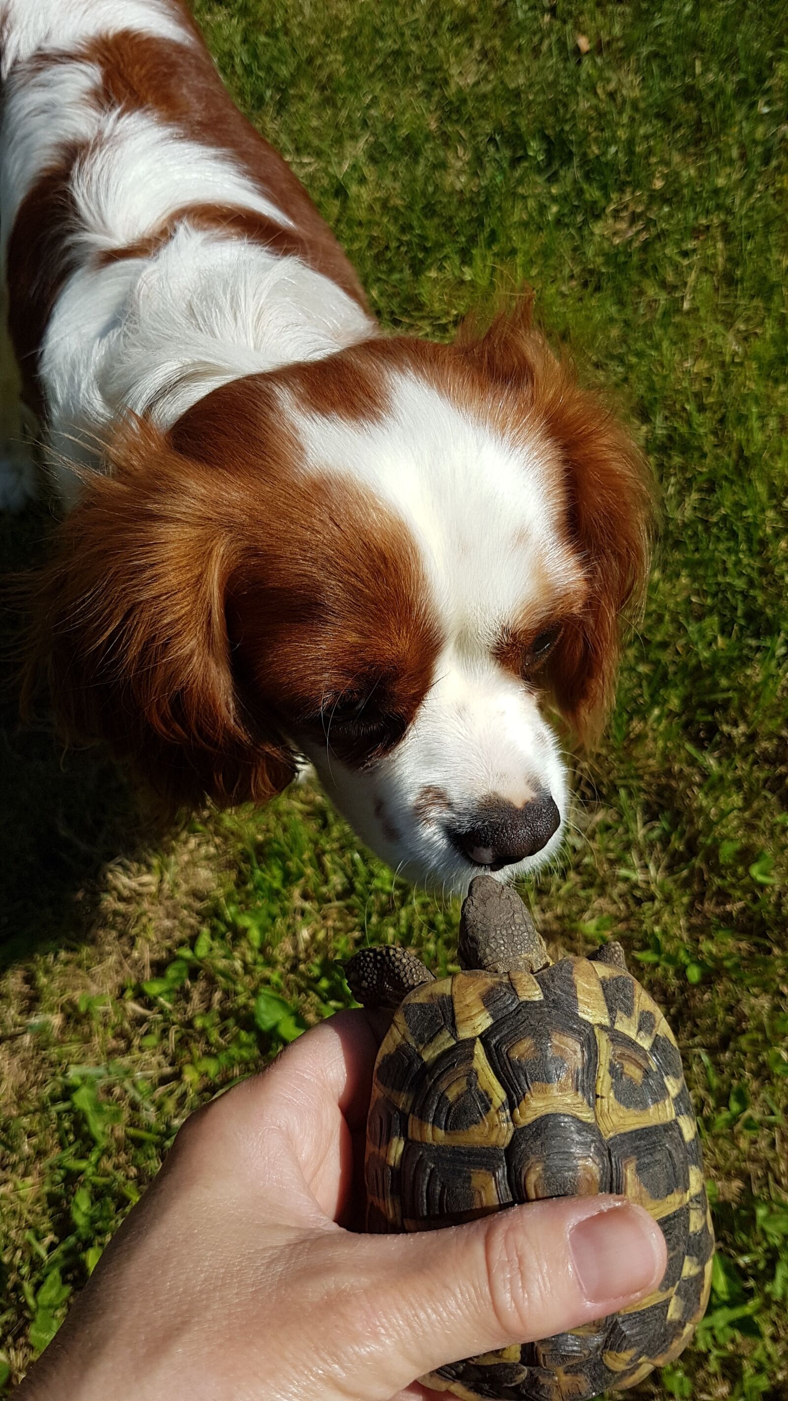 Samsung Galaxy S7 Edge sample photo. Animalia, cute, pet photography