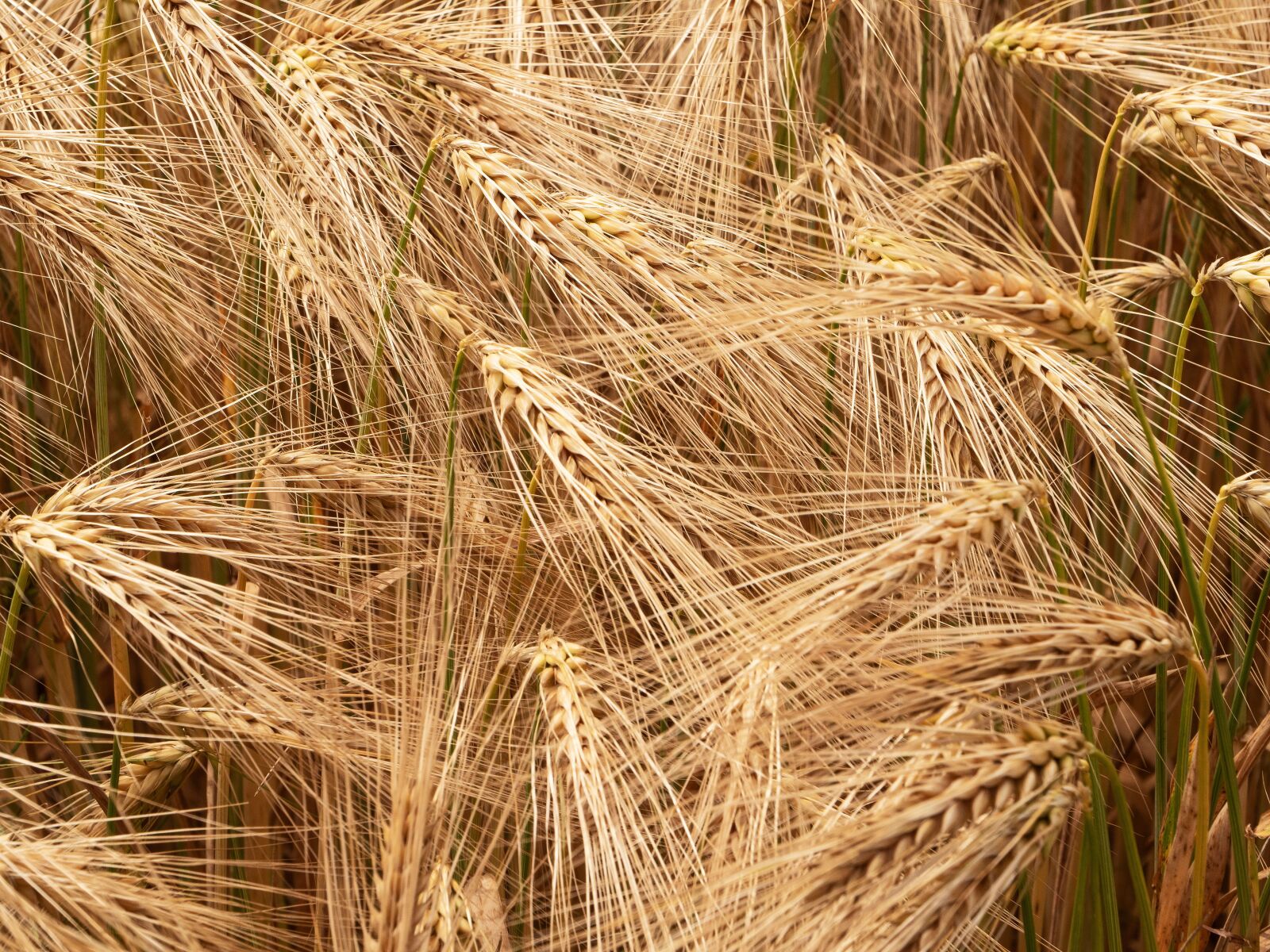 LEICA DG 12-60/F2.8-4.0 sample photo. Barley, ready to be photography