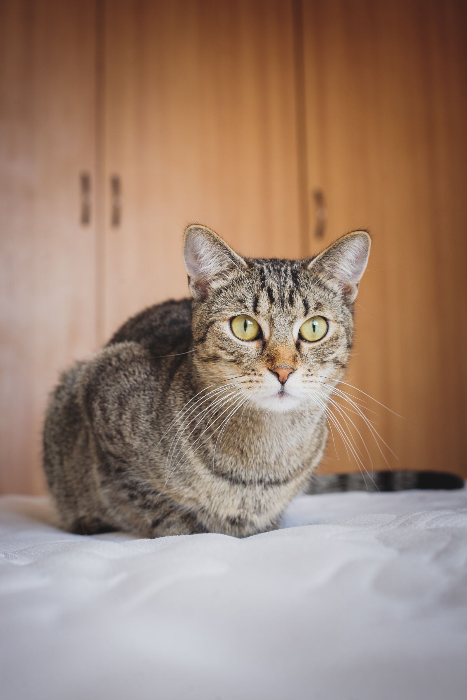 Canon EOS 5D + Canon EF 50mm f/1.8 sample photo. Adorable, animal, cat photography