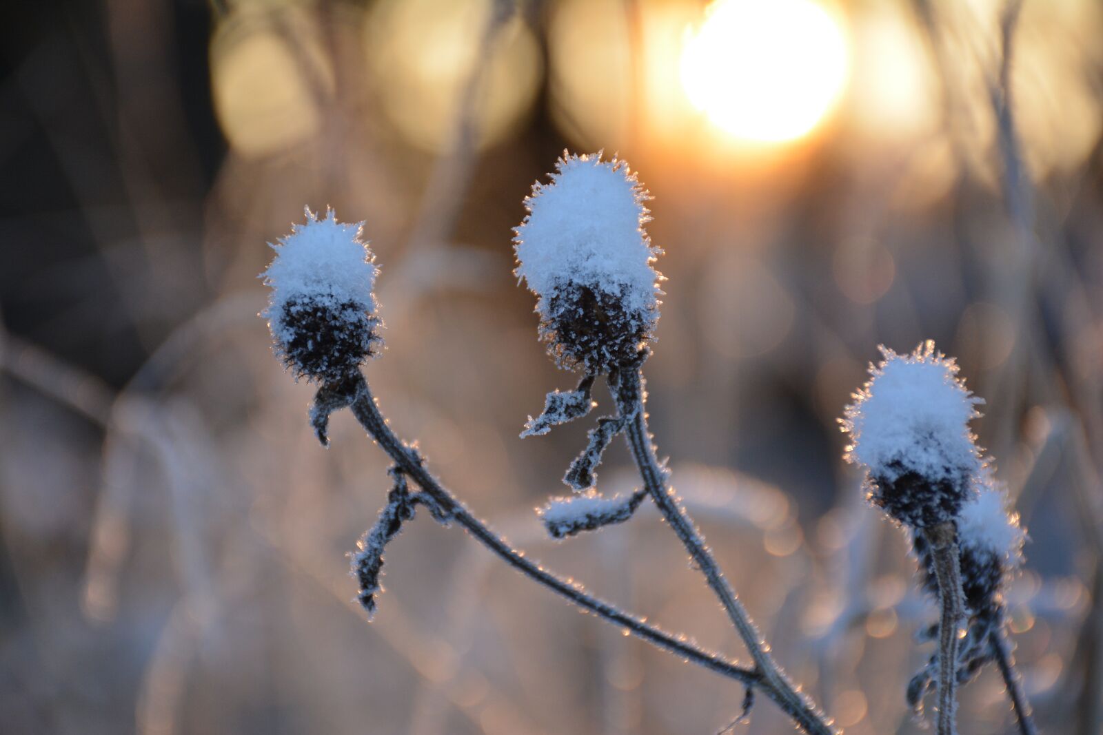 Nikon D5200 sample photo. Macro, branch, closeup photography