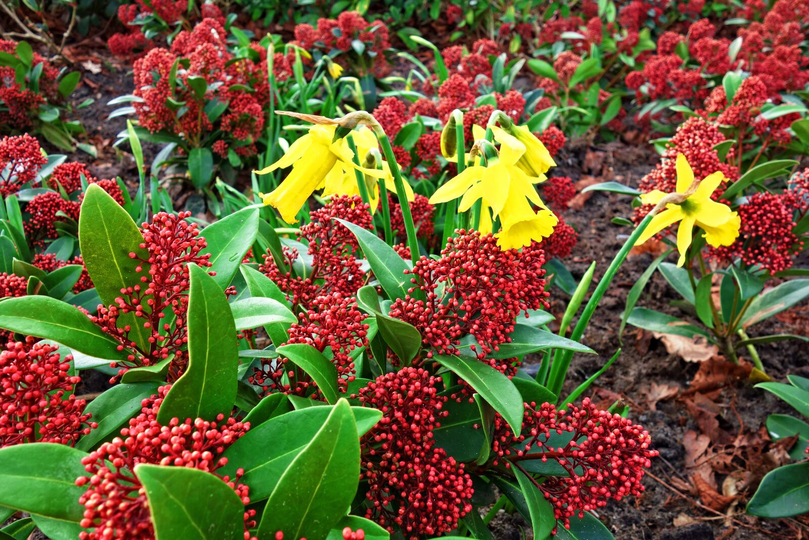 Sony Cyber-shot DSC-RX100 sample photo. Skimia japonica rubella, japanese photography