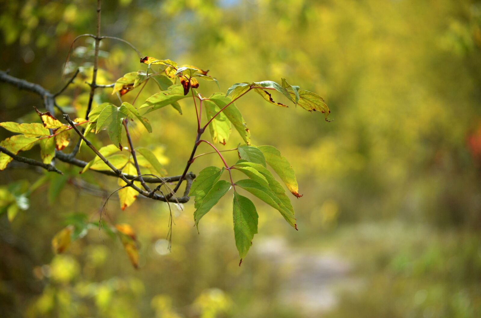 Nikon D5100 sample photo. Leaves, foliage, plants photography