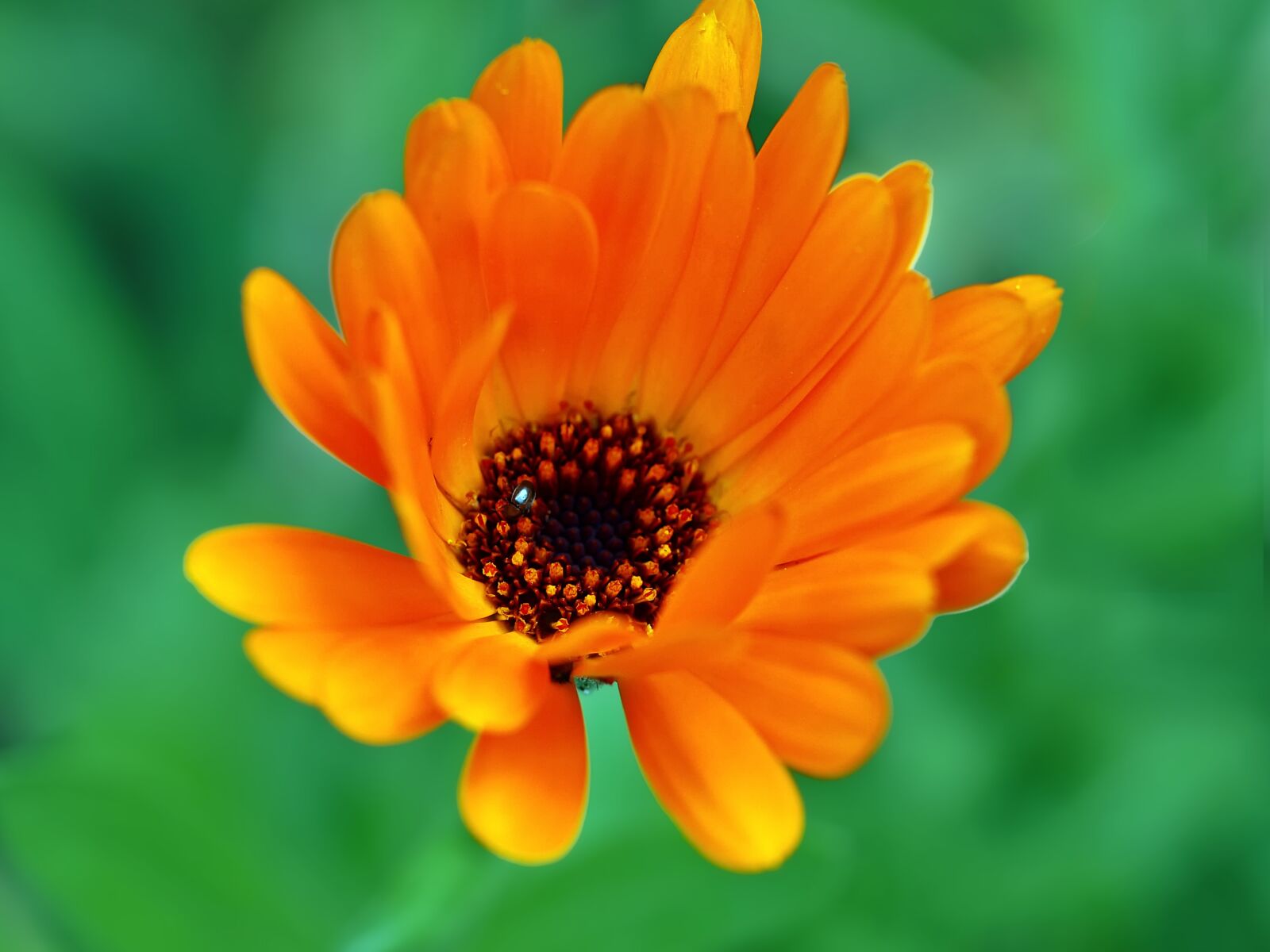 Olympus E-450 (EVOLT E-450) sample photo. Calendula, marigold, medicinal plant photography