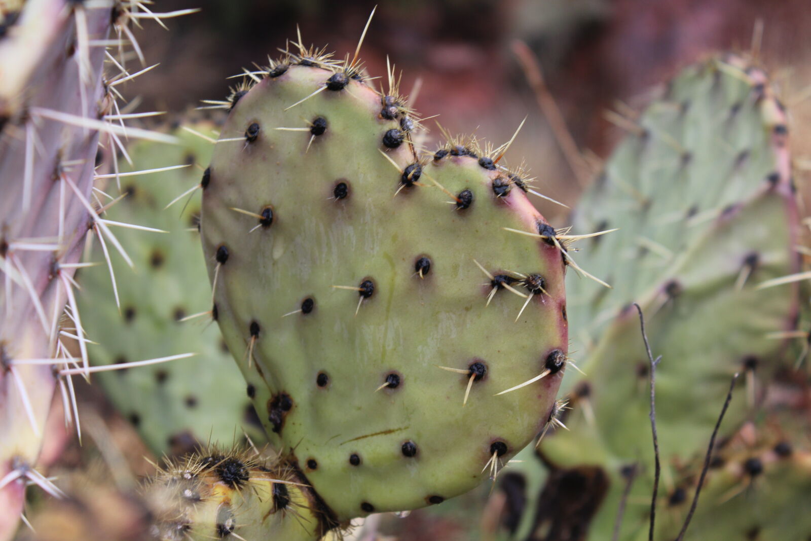 Canon EOS 1200D (EOS Rebel T5 / EOS Kiss X70 / EOS Hi) sample photo. Cactus, cactus, garden, green photography
