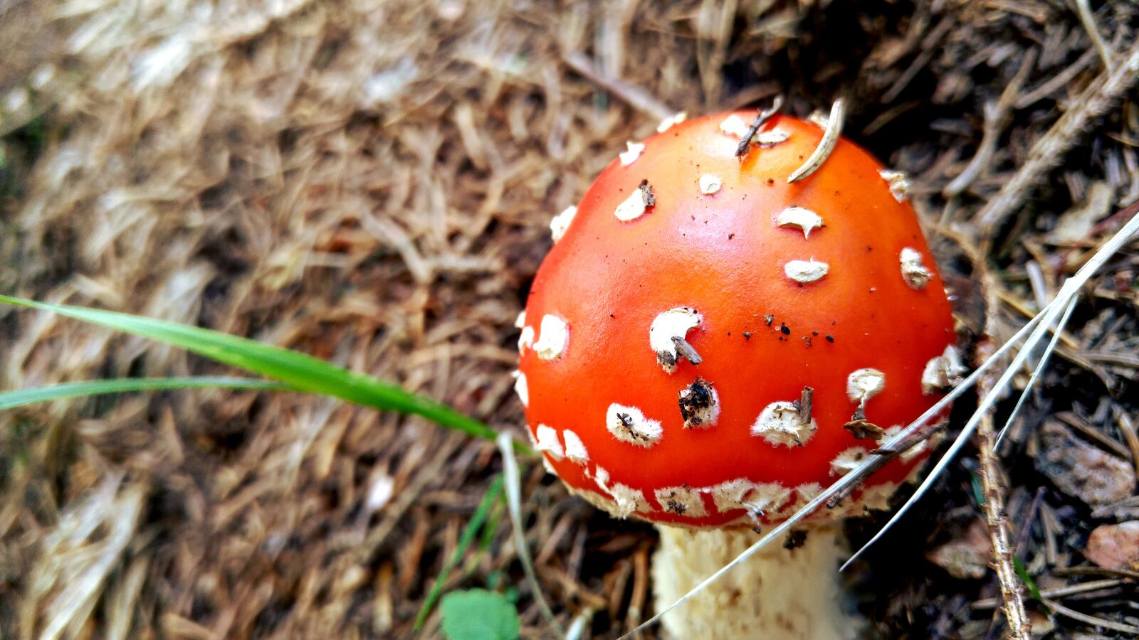 LG G4 sample photo. Mushroom, nature, autumn photography