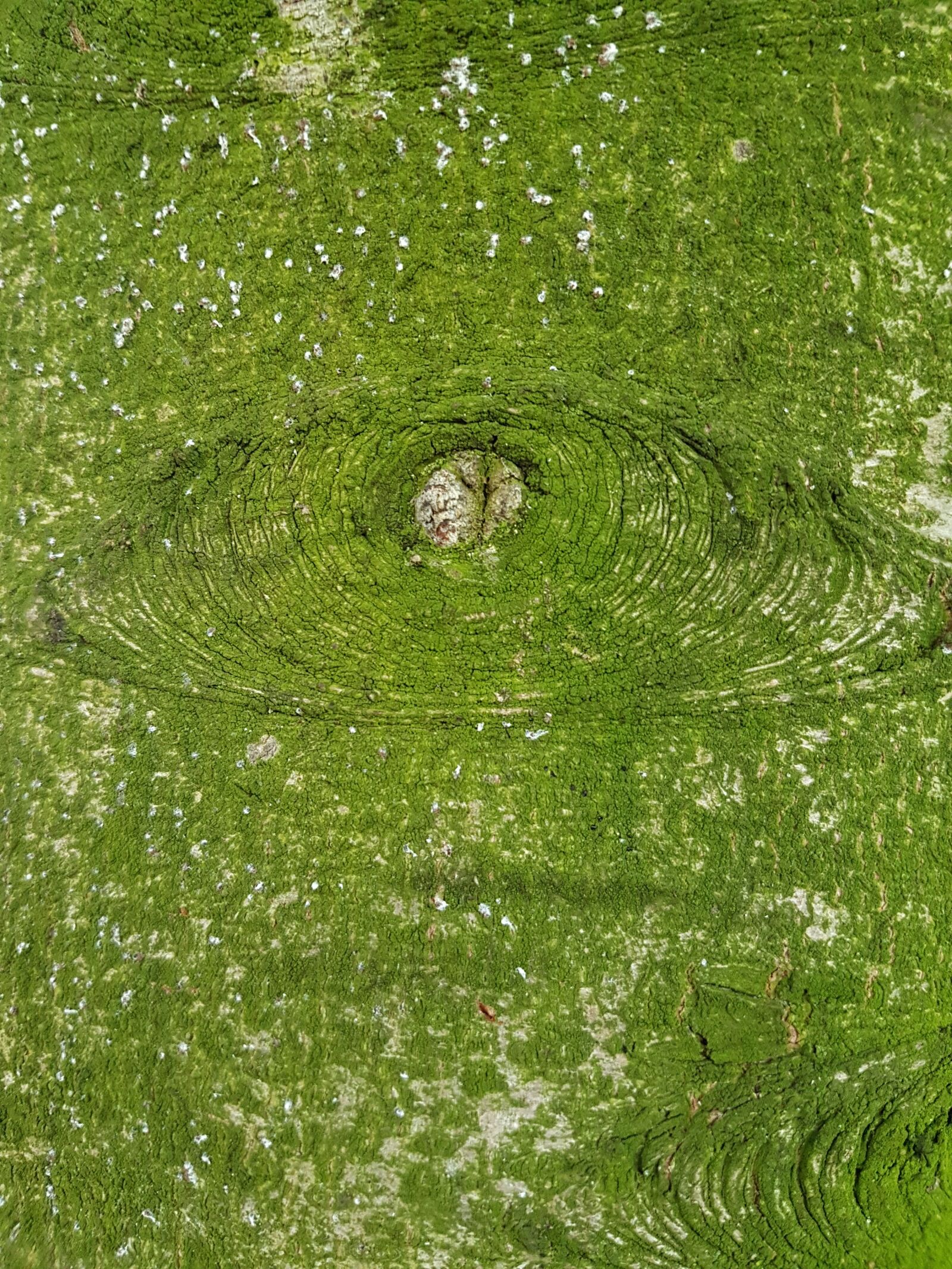 Samsung Galaxy S7 sample photo. The background, green, trunk photography