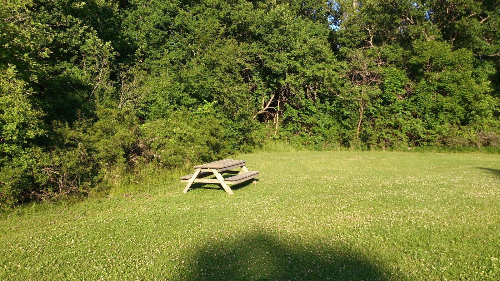 Sony Xperia V sample photo. In, the, green, wooden photography