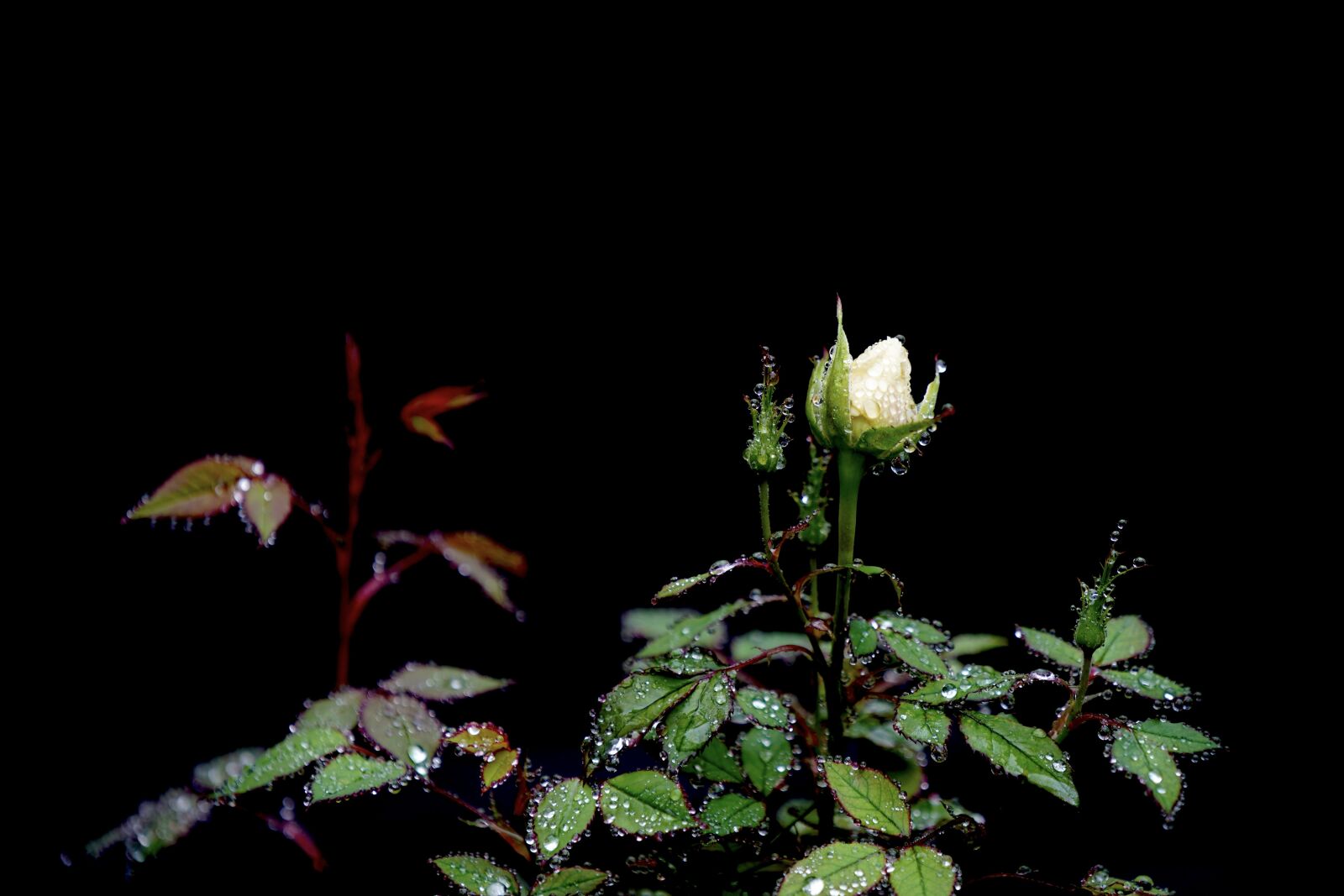 Sony FE 70-200mm F4 G OSS sample photo. Rose, rosebud, rose bloom photography