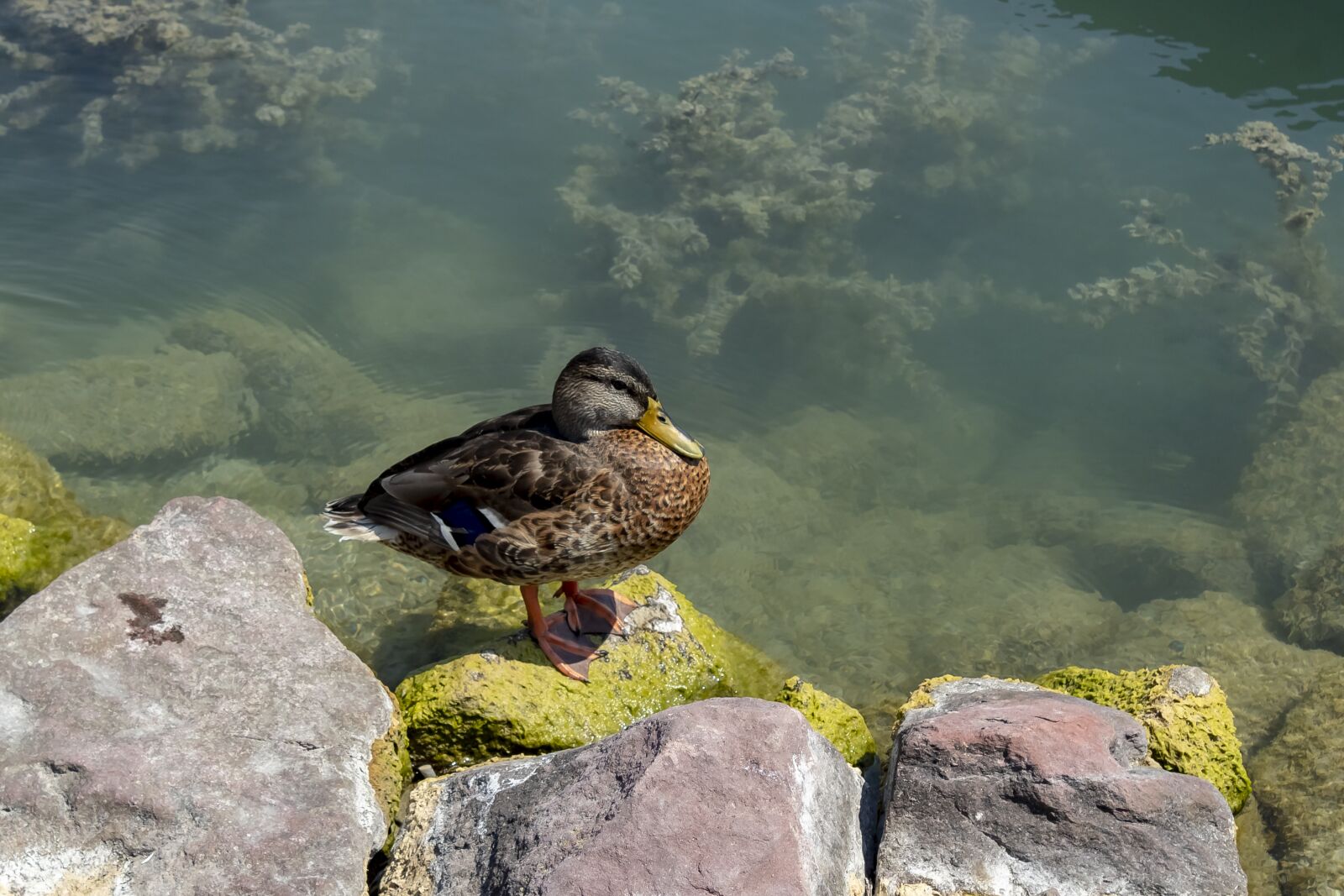 Canon EOS 1300D (EOS Rebel T6 / EOS Kiss X80) sample photo. Duck, wild ducks, teal photography
