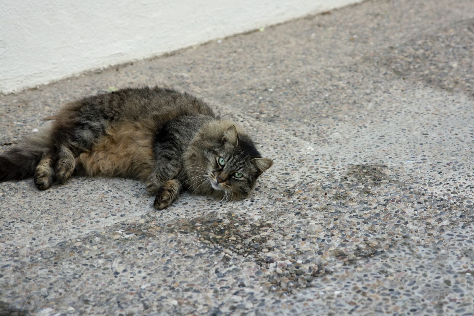 Nikon D7100 sample photo. Cat, lazy cat, animal photography