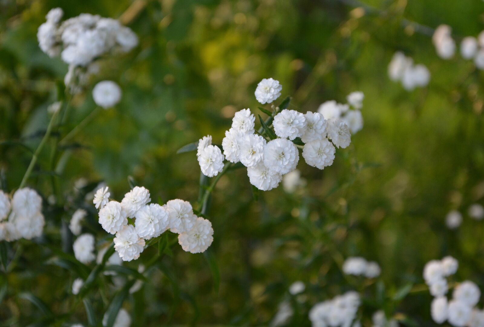 Nikon D5200 sample photo. White flowers, small flowers photography