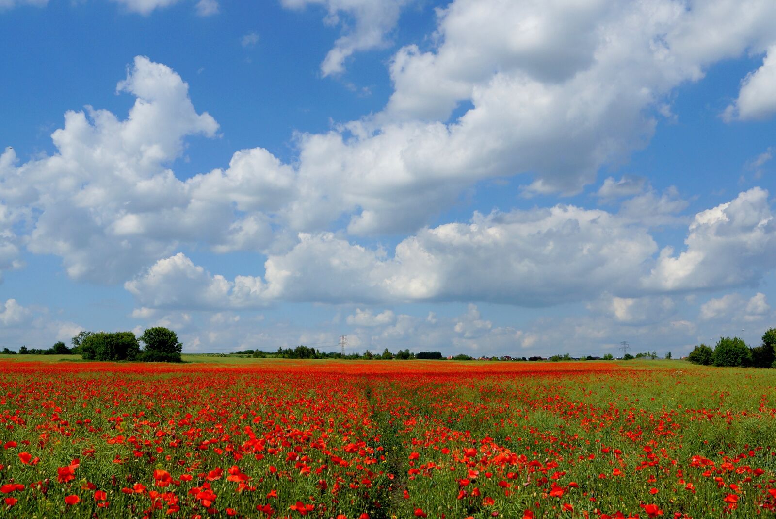 Sony SLT-A65 (SLT-A65V) sample photo. Meadow, landscape, field photography