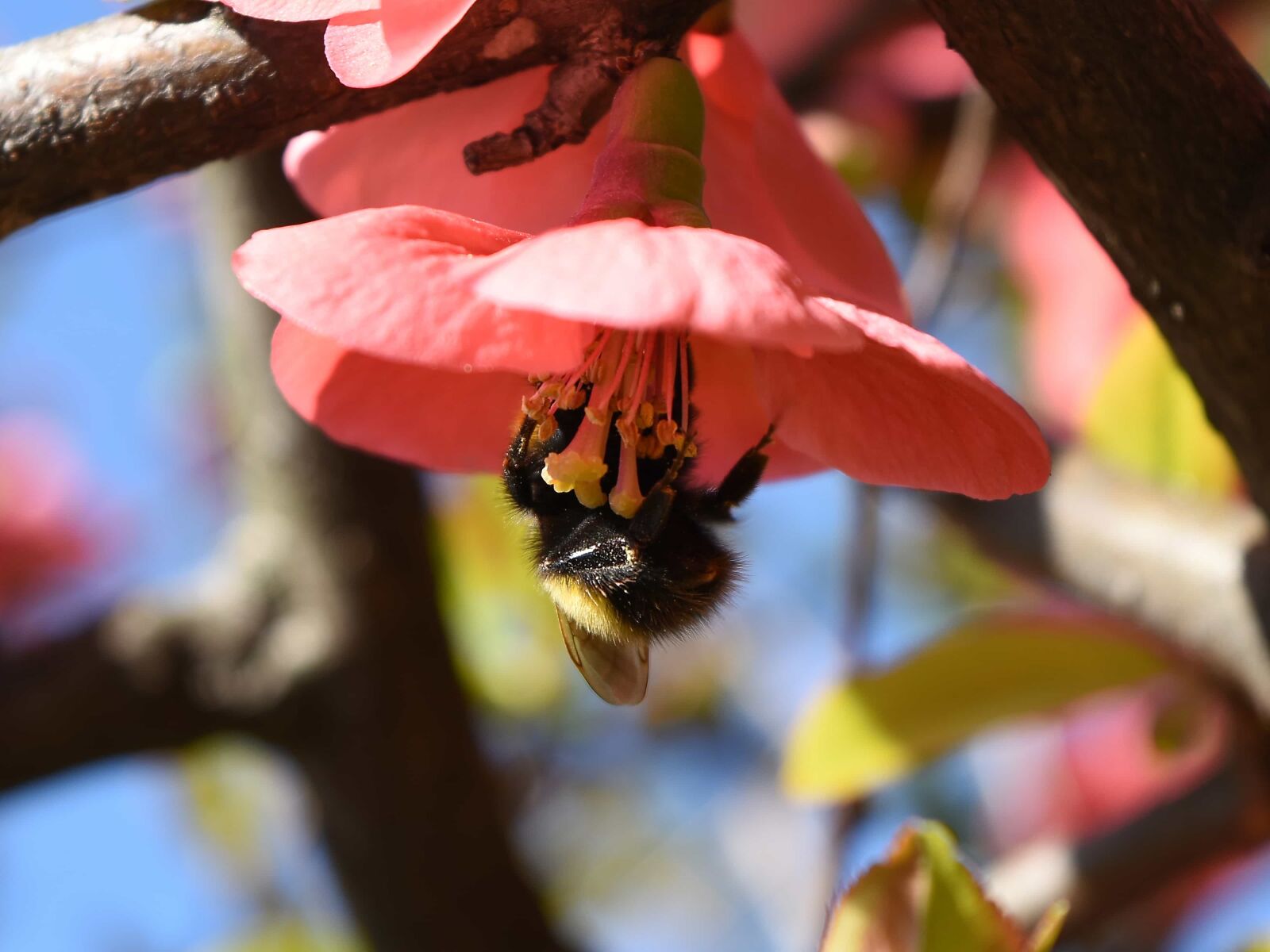 Nikon D5500 sample photo. Bumblebee, insect, arthropod, plant photography