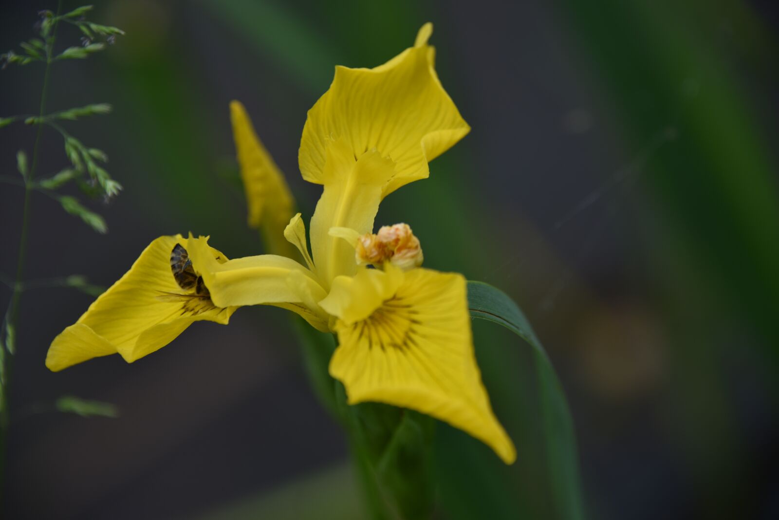 Nikon D810 sample photo. Iris, yellow, insect photography