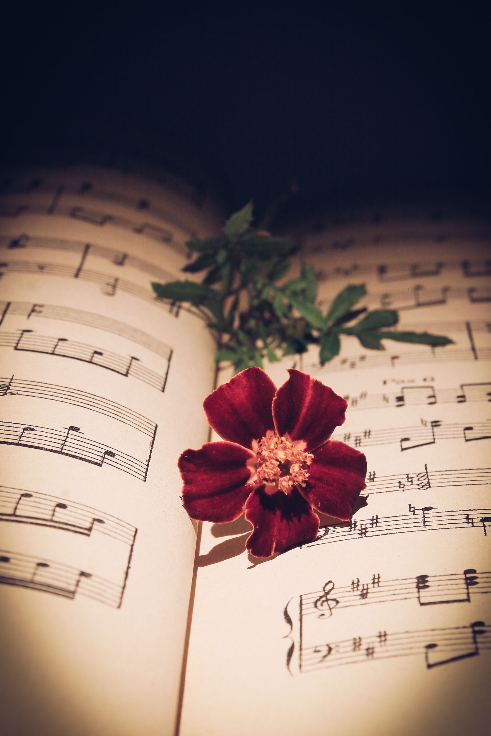 Canon EOS 1100D (EOS Rebel T3 / EOS Kiss X50) sample photo. Musical note, red rose photography