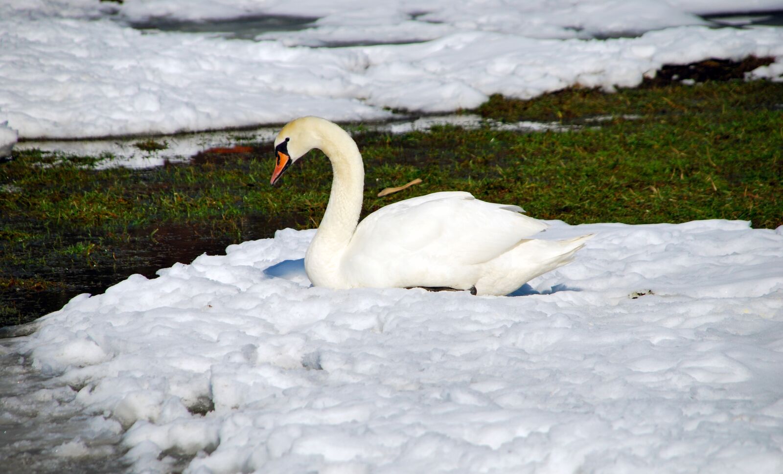 Nikon D60 sample photo. Swan, winter, snow photography