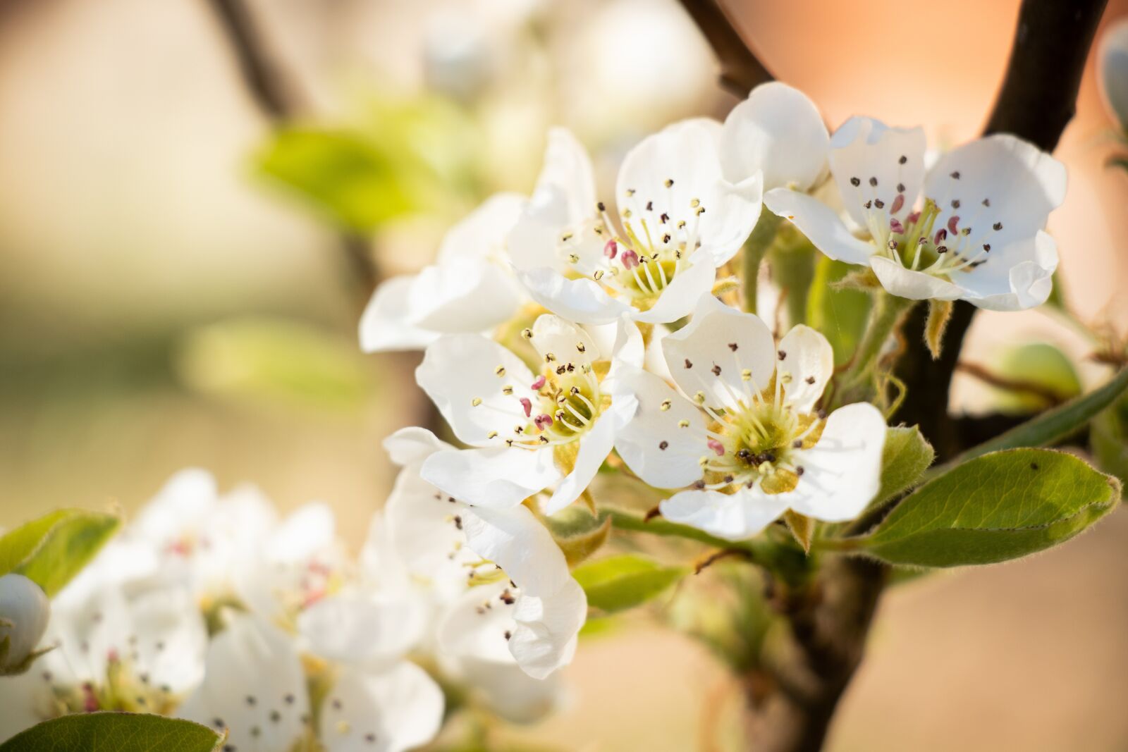 Canon EF-S 18-135mm F3.5-5.6 IS USM sample photo. Pear, blossom, bloom photography